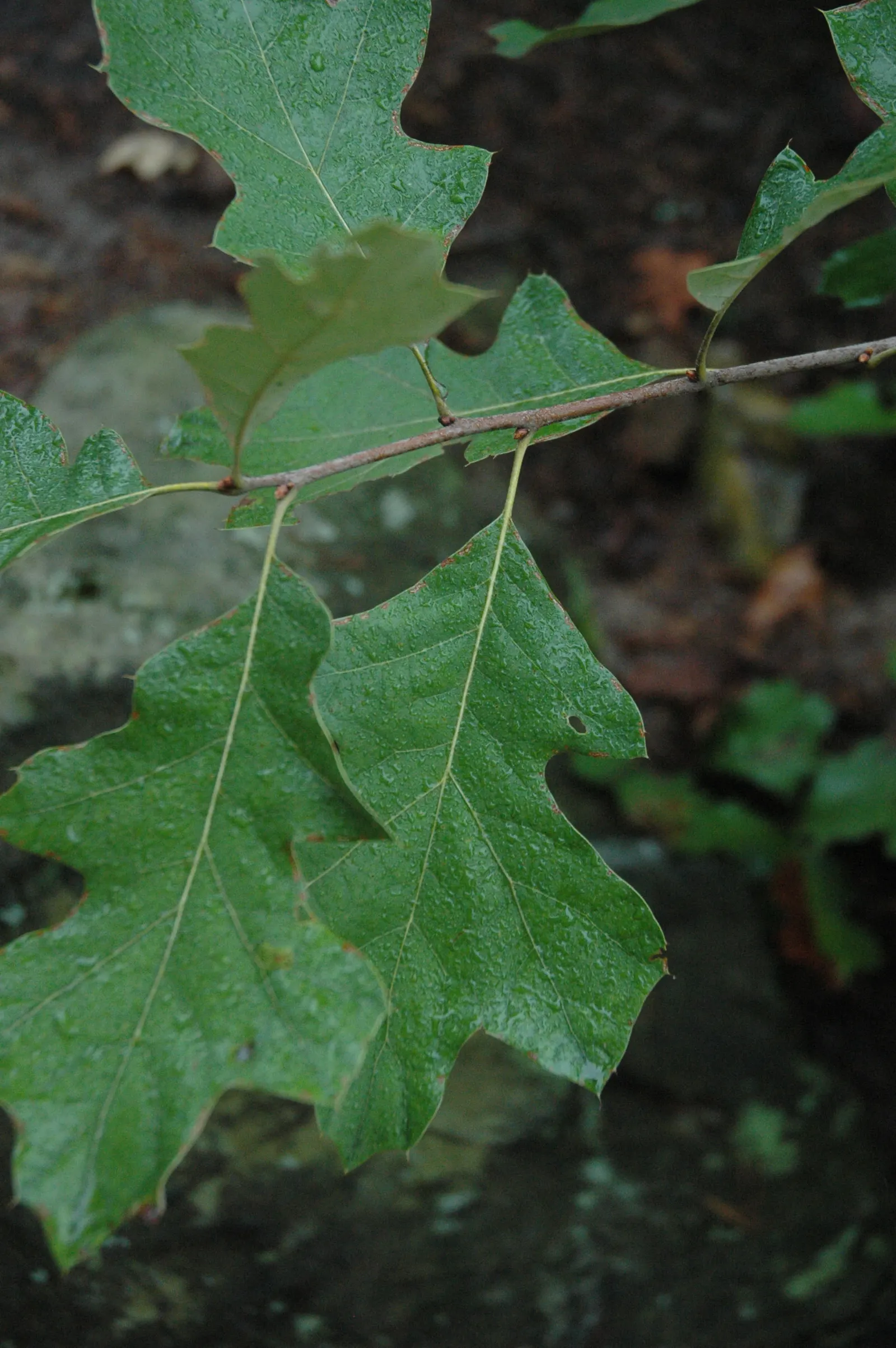 Bear Oak (Quercus Ilicifolia) — though it flourishes best in well-drained; these leaves turn a variety of colors in the fall