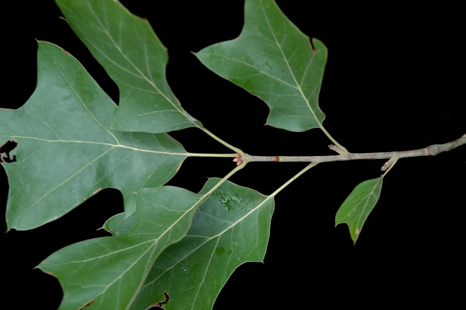 Bear Oak (Quercus Ilicifolia) — but it can occasionally grow up to 30 feet; with their bristle-tipped lobes and holly-like appearance