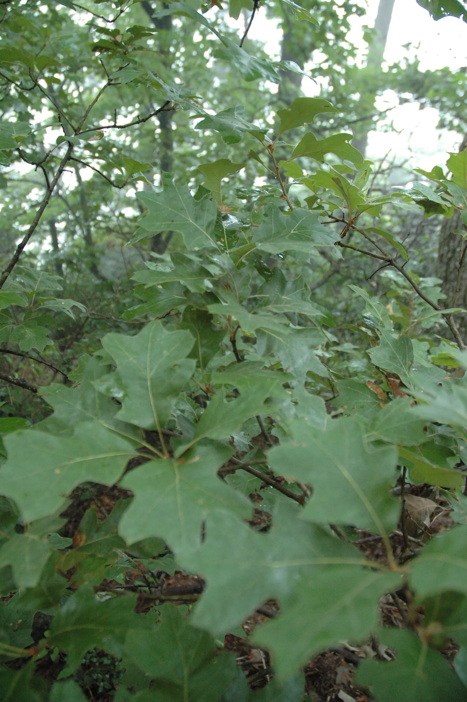 Bear Oak (Quercus Ilicifolia) — is a rugged deciduous shrub or small tree; it exhibits a round to irregular canopy, image 56