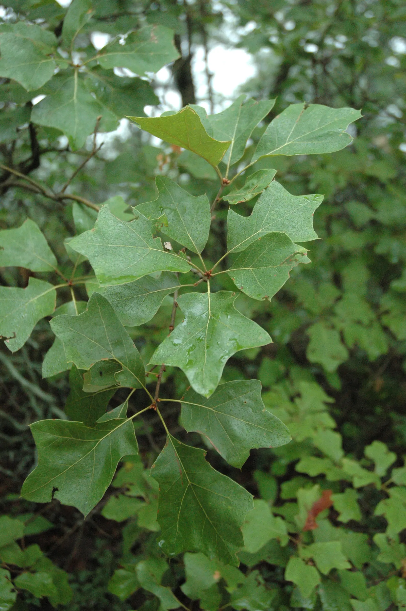 Bear Oak (Quercus Ilicifolia) — commonly known as Bear Oak; adaptable to poor soils, it thrives in full sun with a slow growth rate