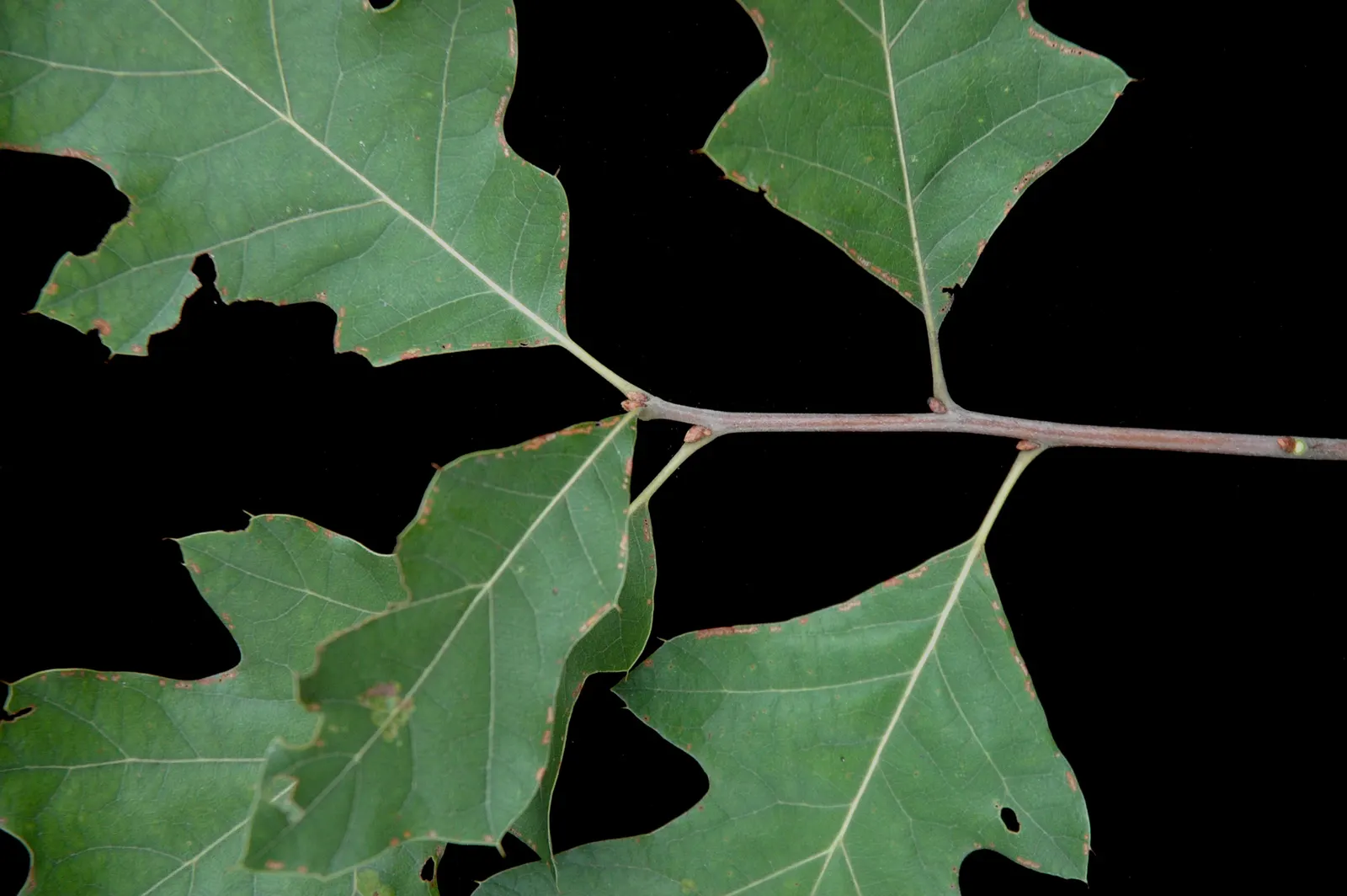 Bear Oak (Quercus Ilicifolia) — rugged aesthetic to any landscape; making it a durable and low-effort addition to any garden or naturalistic setting