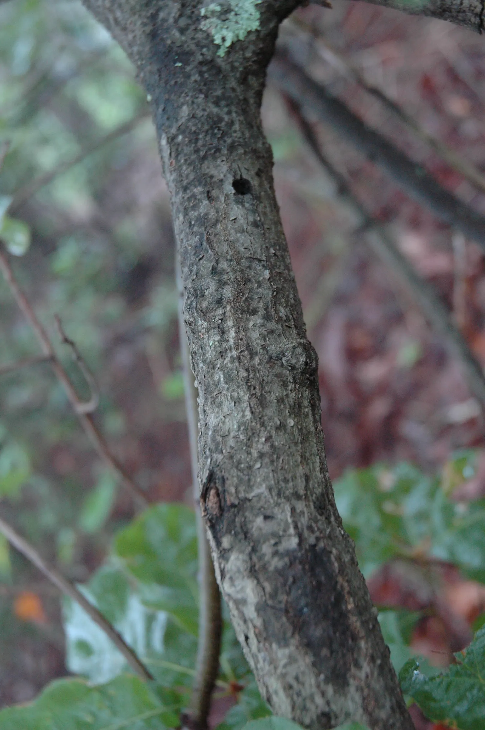 Bear Oak (Quercus Ilicifolia) — and browns.<br><br>The Bear Oak is adapted to a range of soil types
