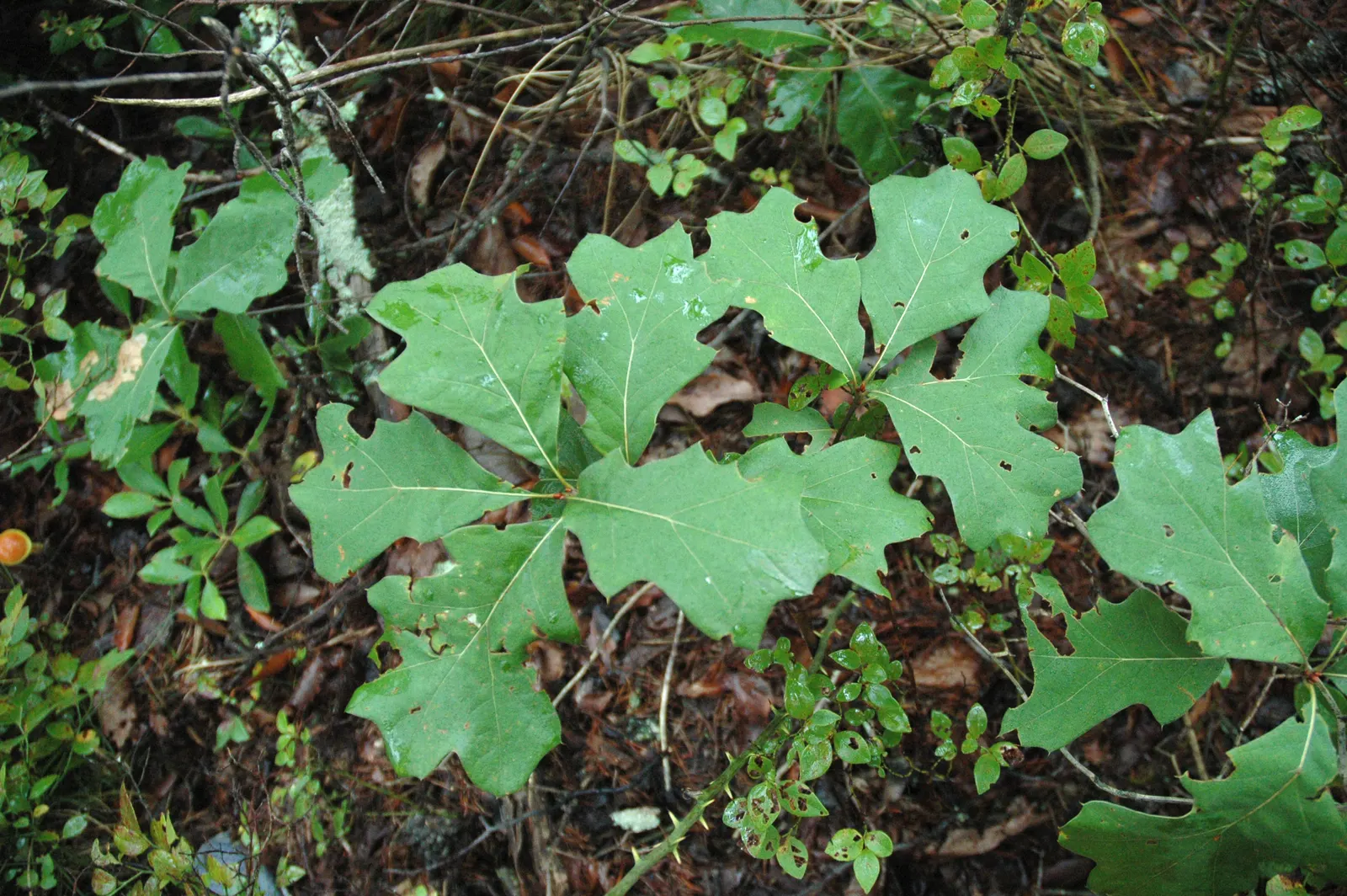 Bear Oak (Quercus Ilicifolia) — reaching heights of 10-20 ft; though it flourishes best in well-drained, image 57