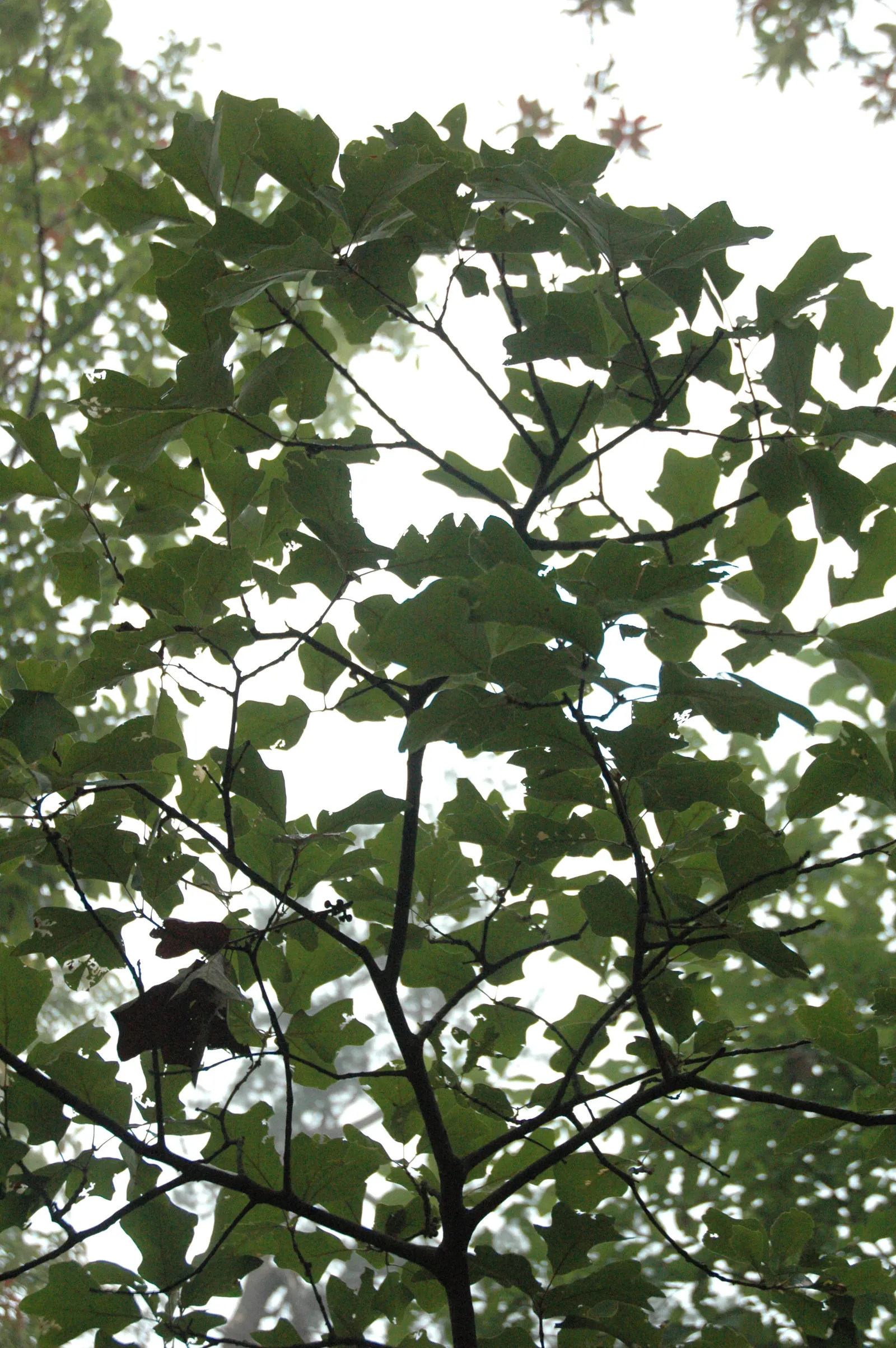 Bear Oak (Quercus Ilicifolia) — boasting a naturally shrubby and dense growth pattern