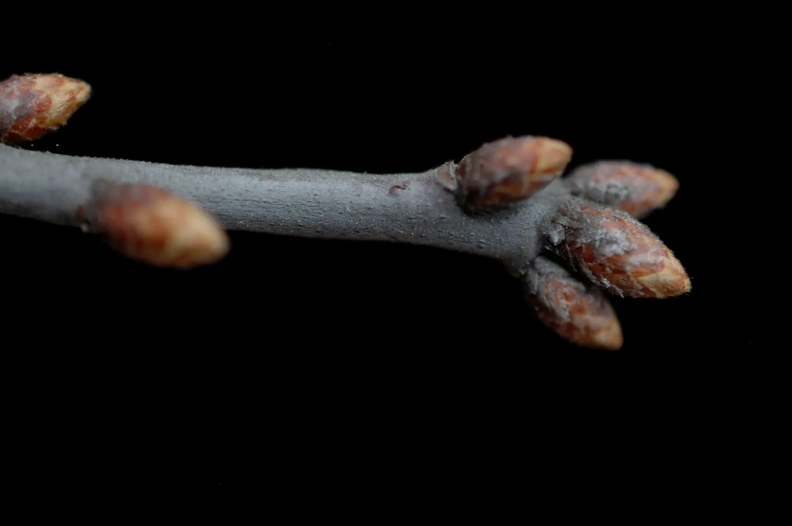 Bear Oak (Quercus Ilicifolia) — commonly known as Bear Oak