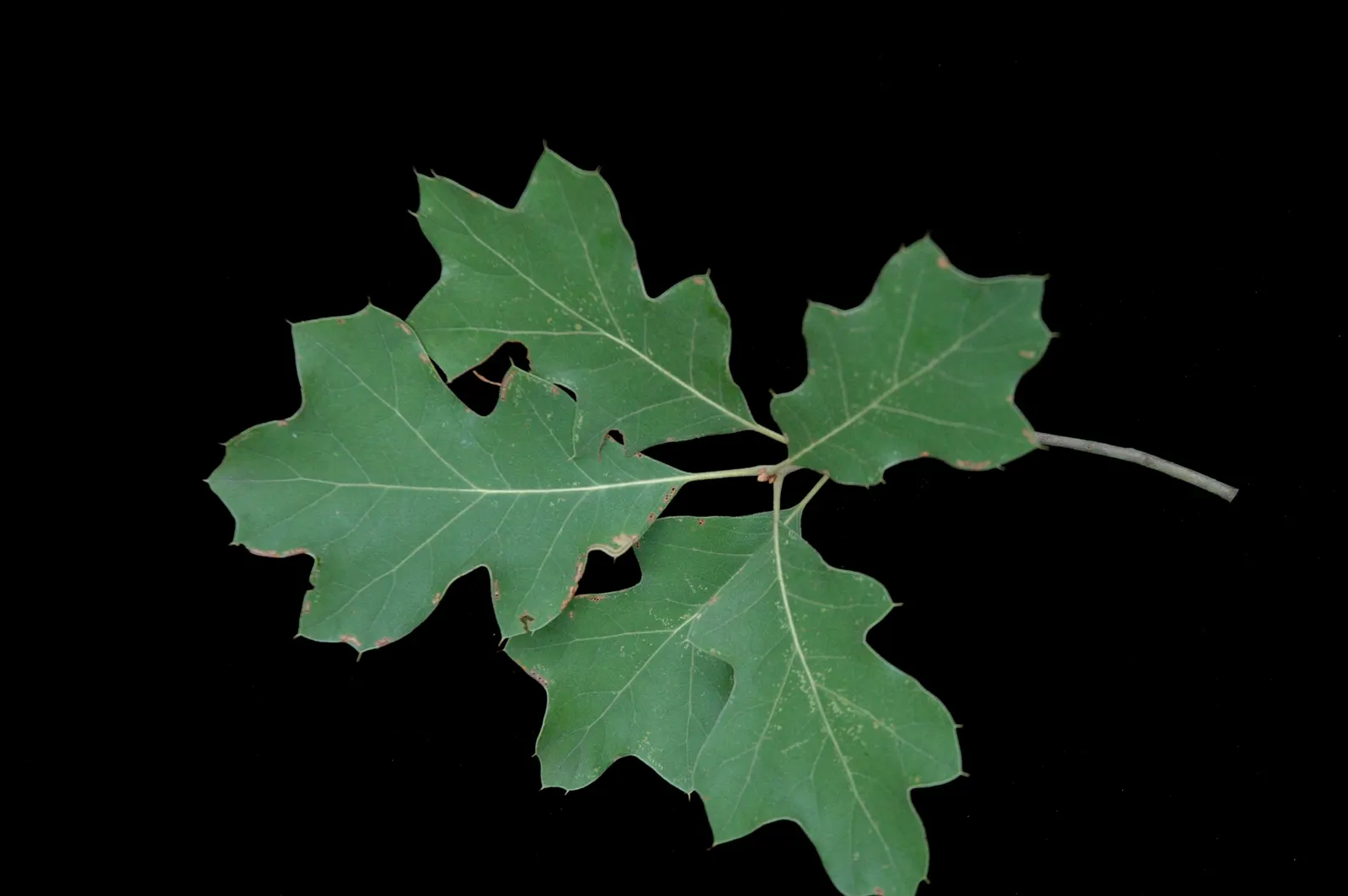 Bear Oak (Quercus Ilicifolia) — This small to medium-sized oak typically reaches heights of 15 to 20 feet with a similar spread; its hardy nature, image 63