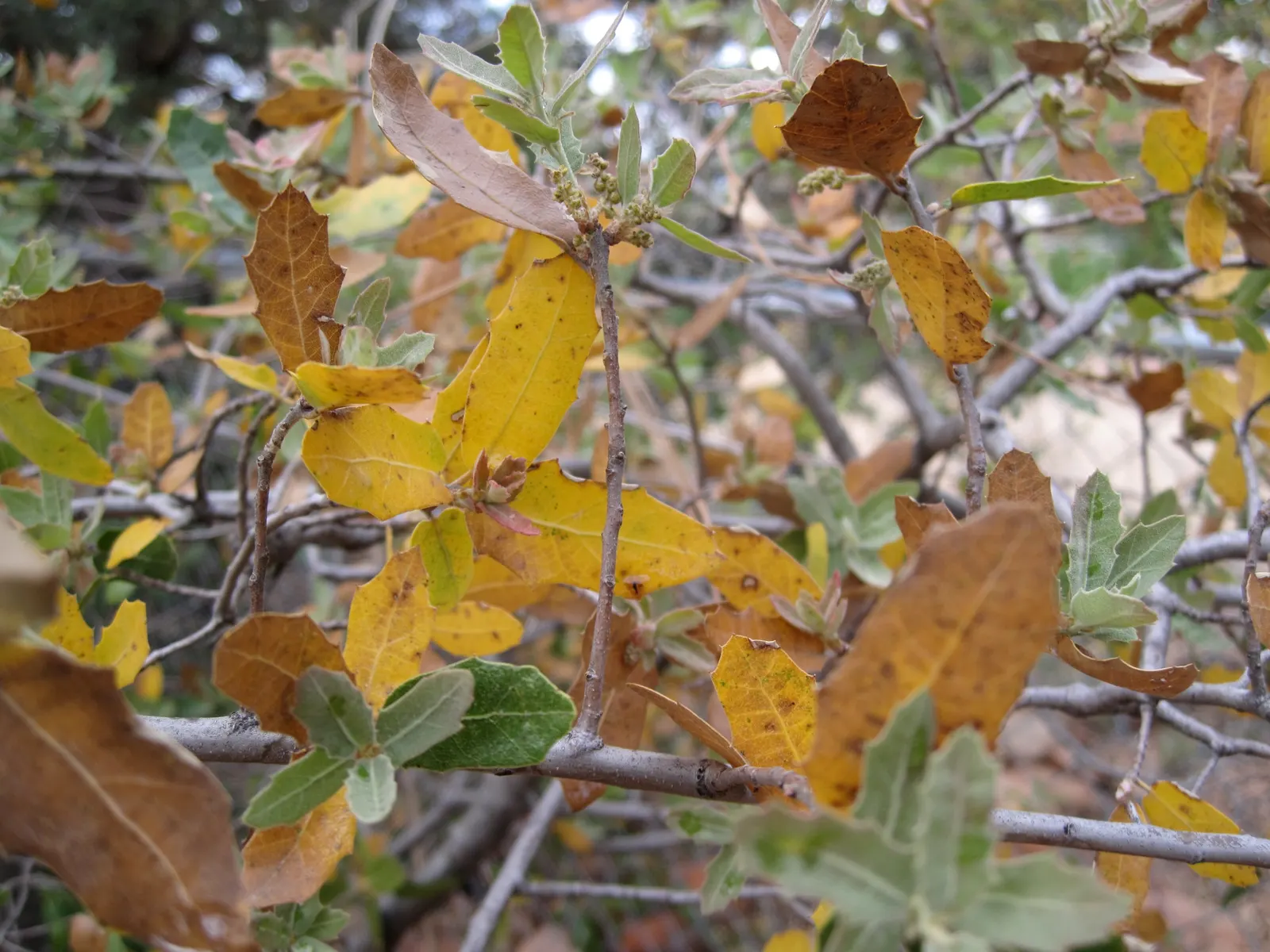 Bear Oak (Quercus Ilicifolia) — is a rugged deciduous shrub or small tree