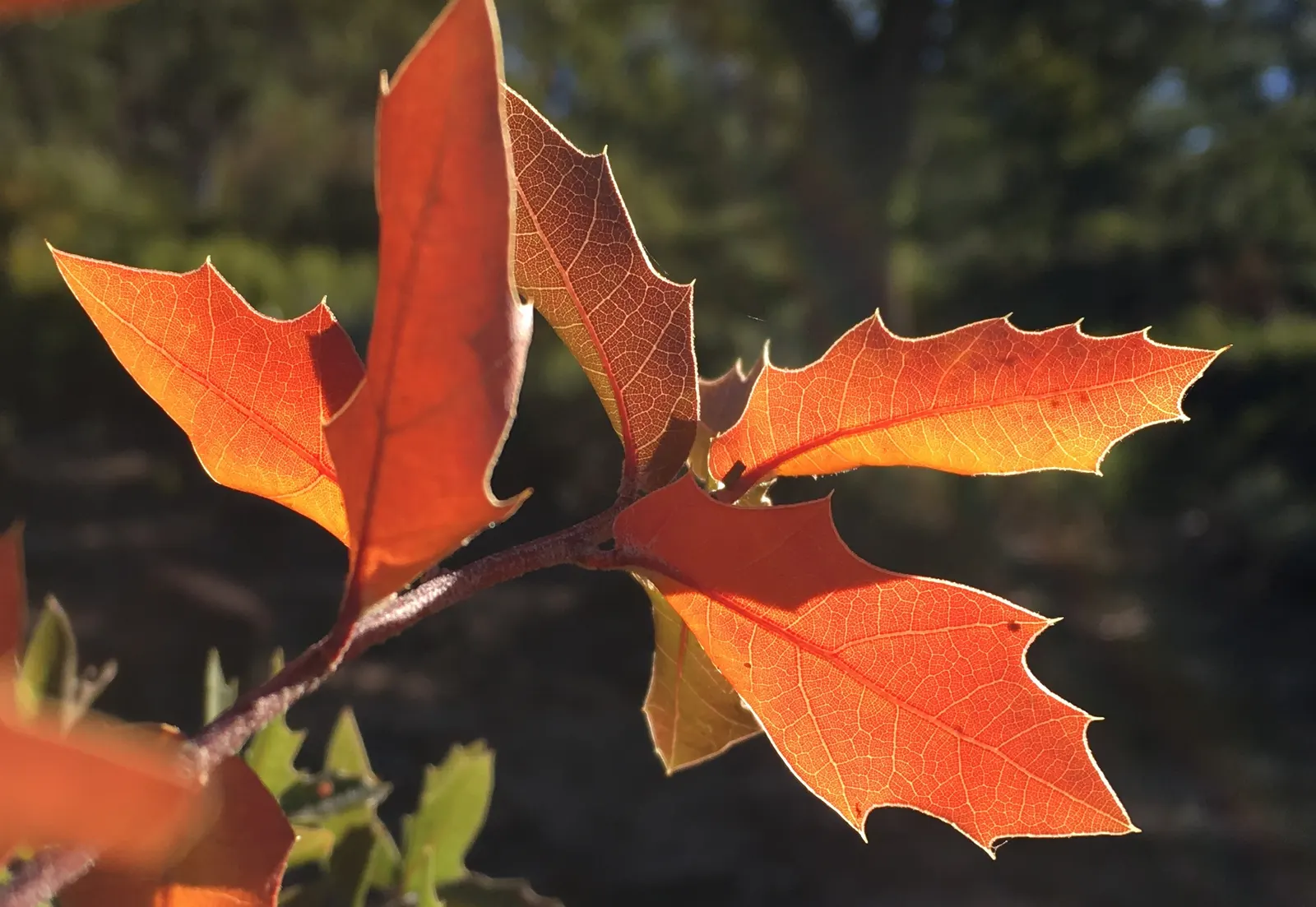 Bear Oak (Quercus Ilicifolia) — Adaptable to poor soils, it thrives in full sun with a slow growth rate; this oak requires little maintenance