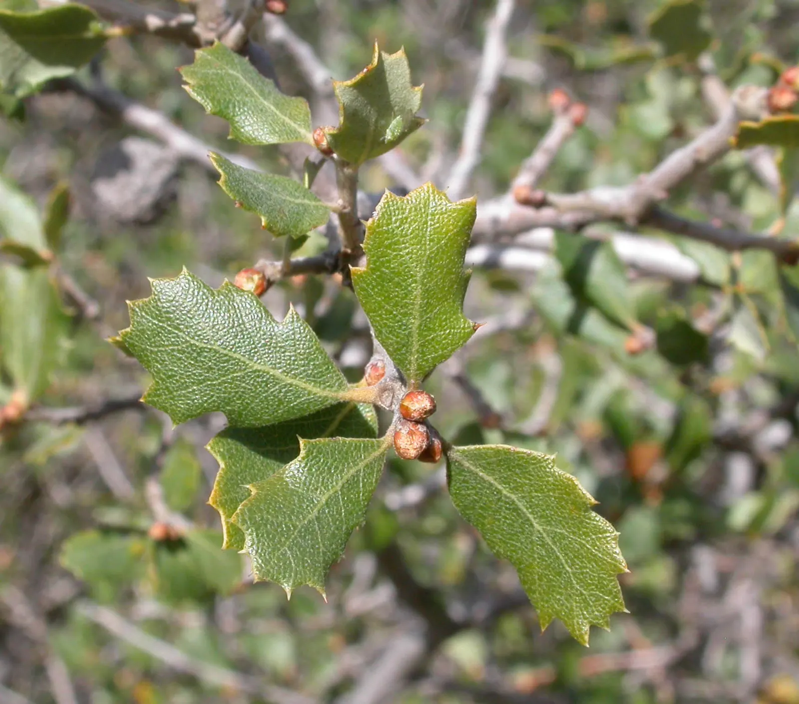 Bear Oak (Quercus Ilicifolia) — but it can occasionally grow up to 30 feet; with their bristle-tipped lobes and holly-like appearance, image 64