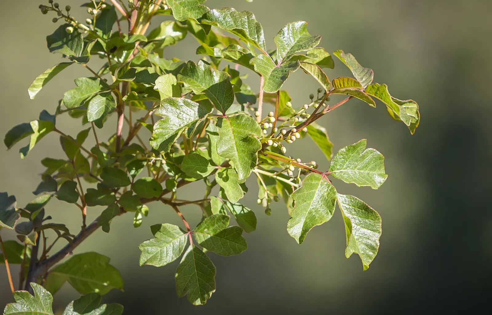 Bear Oak (Quercus Ilicifolia) — This species is also known for its acorns that frequently attract wildlife