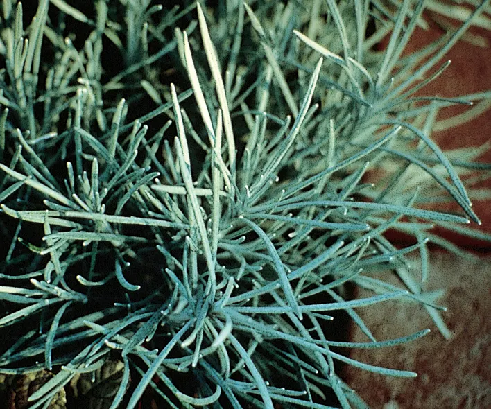 Icicles Licorice Plant (Helichrysum thianschanicum) — information and resources