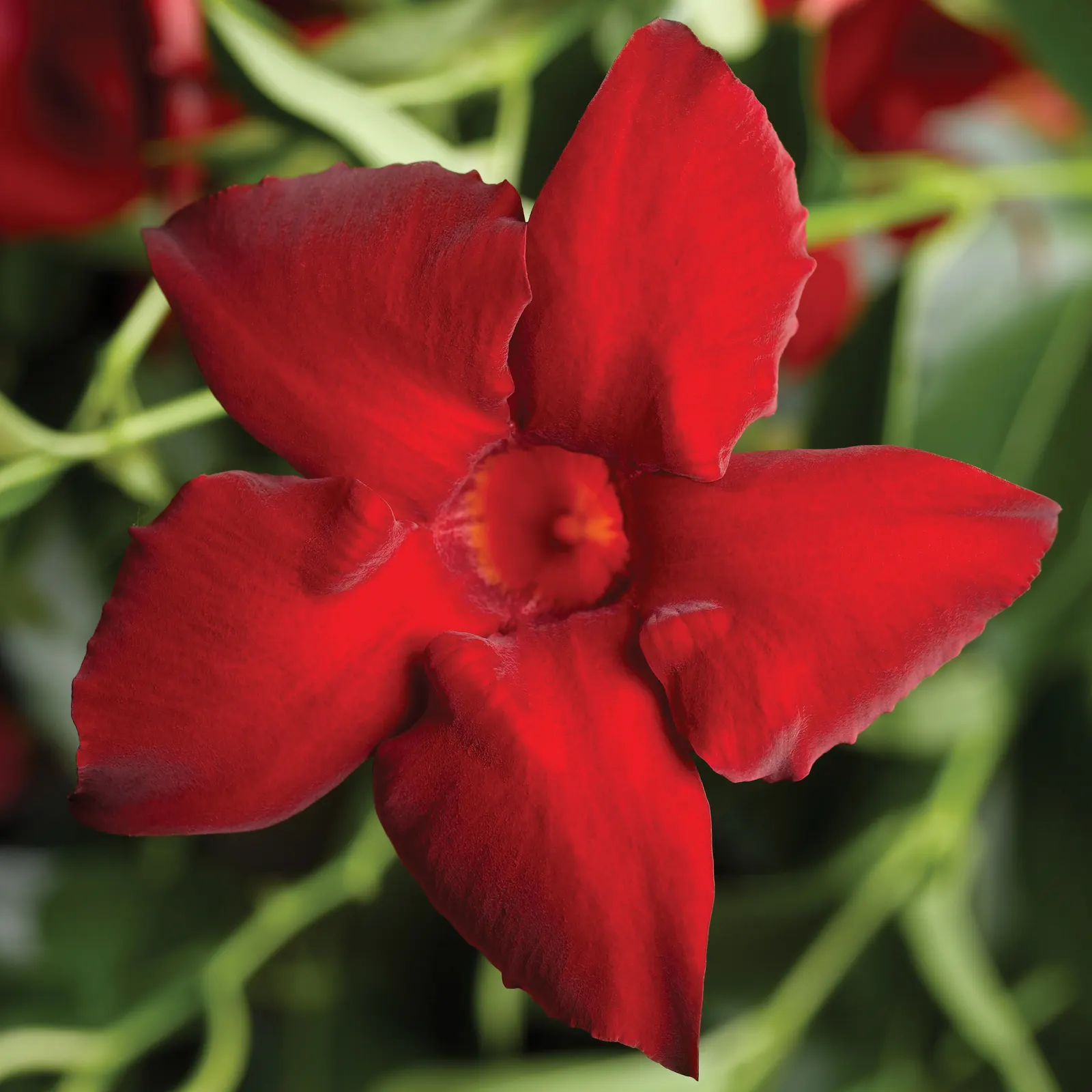 Vining Red Mandevilla — The Mandevilla 'Vining Red' is a tropical annual vine with glossy green foliage and vivid red