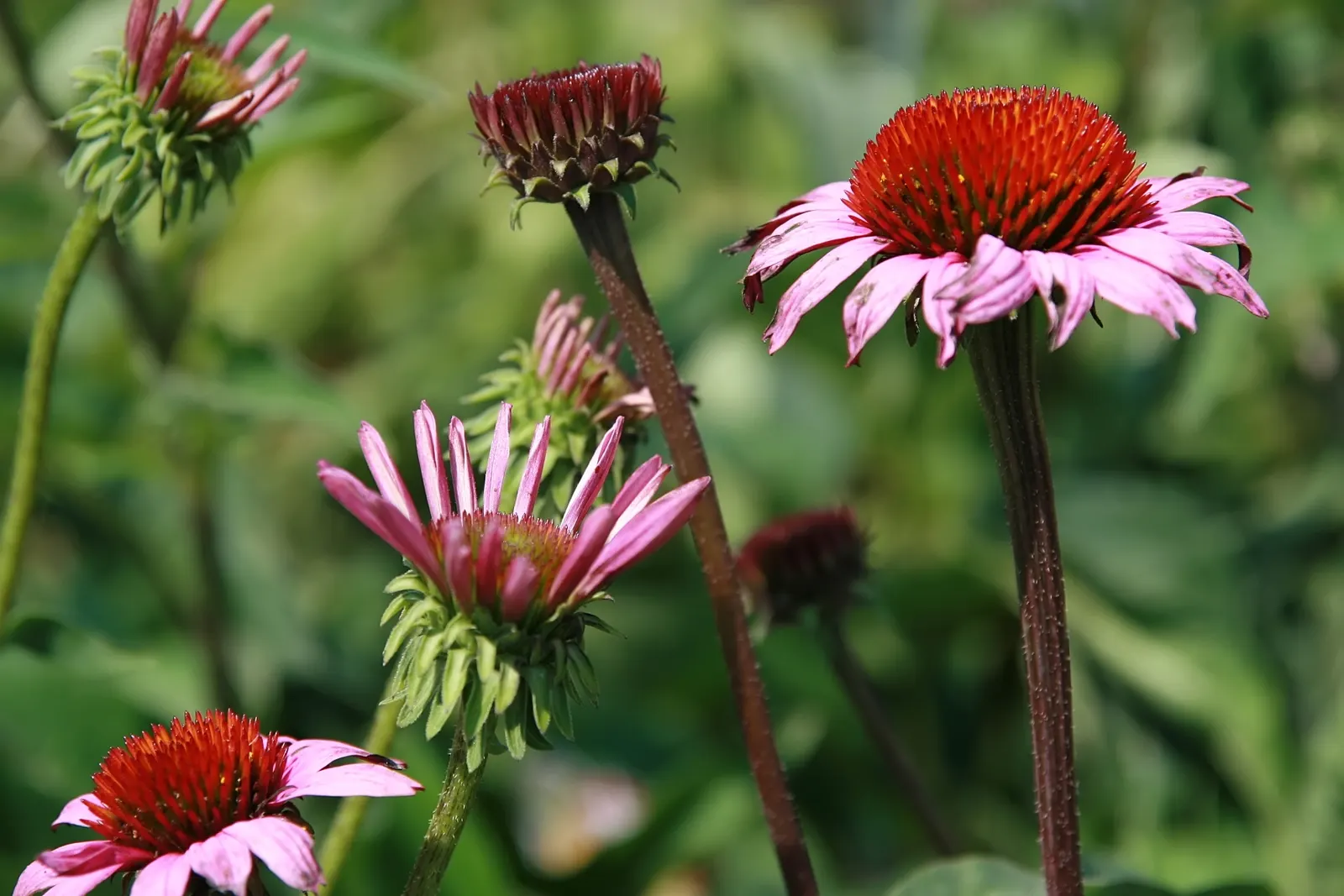 Magnus Coneflower (Echinacea Purpurea 'Magnus') — the Magnus Coneflower has deep pink to purple petals that emanate from a prominent
