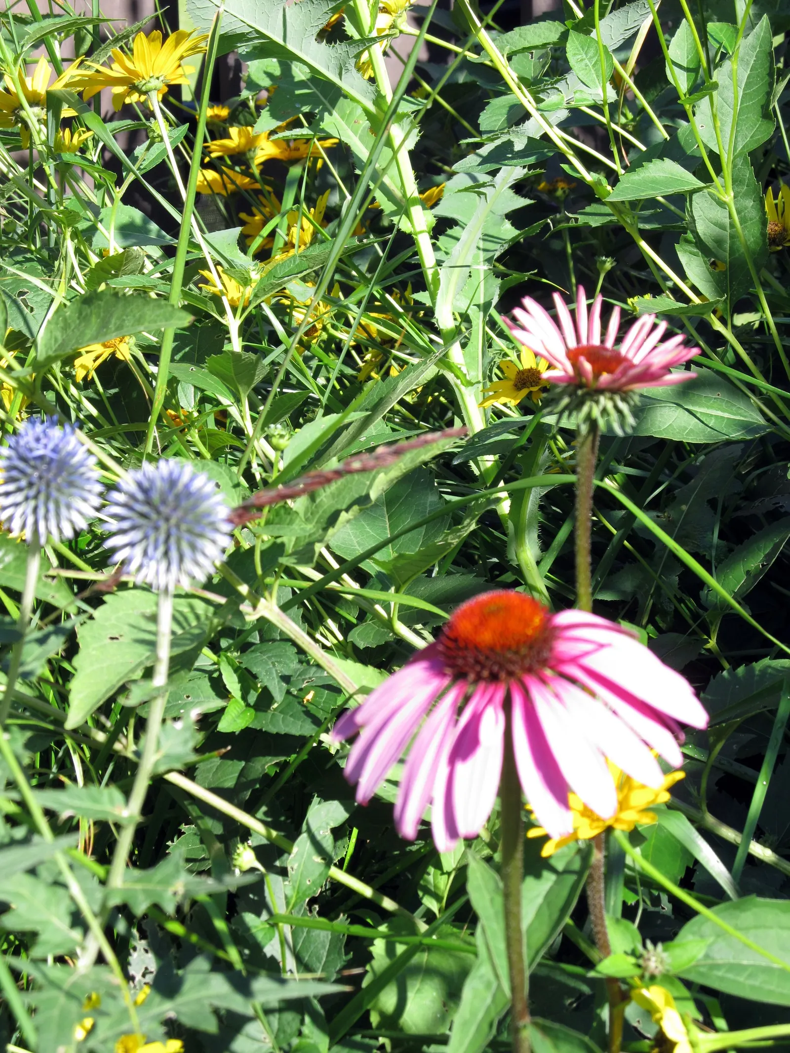 Magnus Coneflower (Echinacea Purpurea 'Magnus') — this drought-tolerant plant attracts pollinators; appreciated for its long blooming period from, image 48