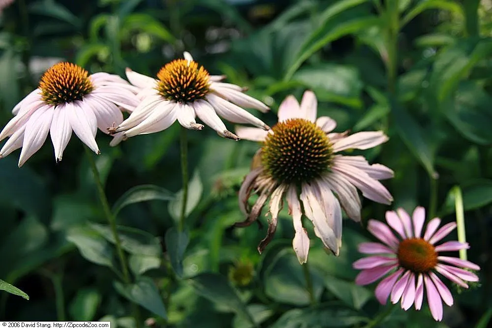 Magnus Coneflower (Echinacea Purpurea 'Magnus') — Appreciated for its long blooming period from June to August