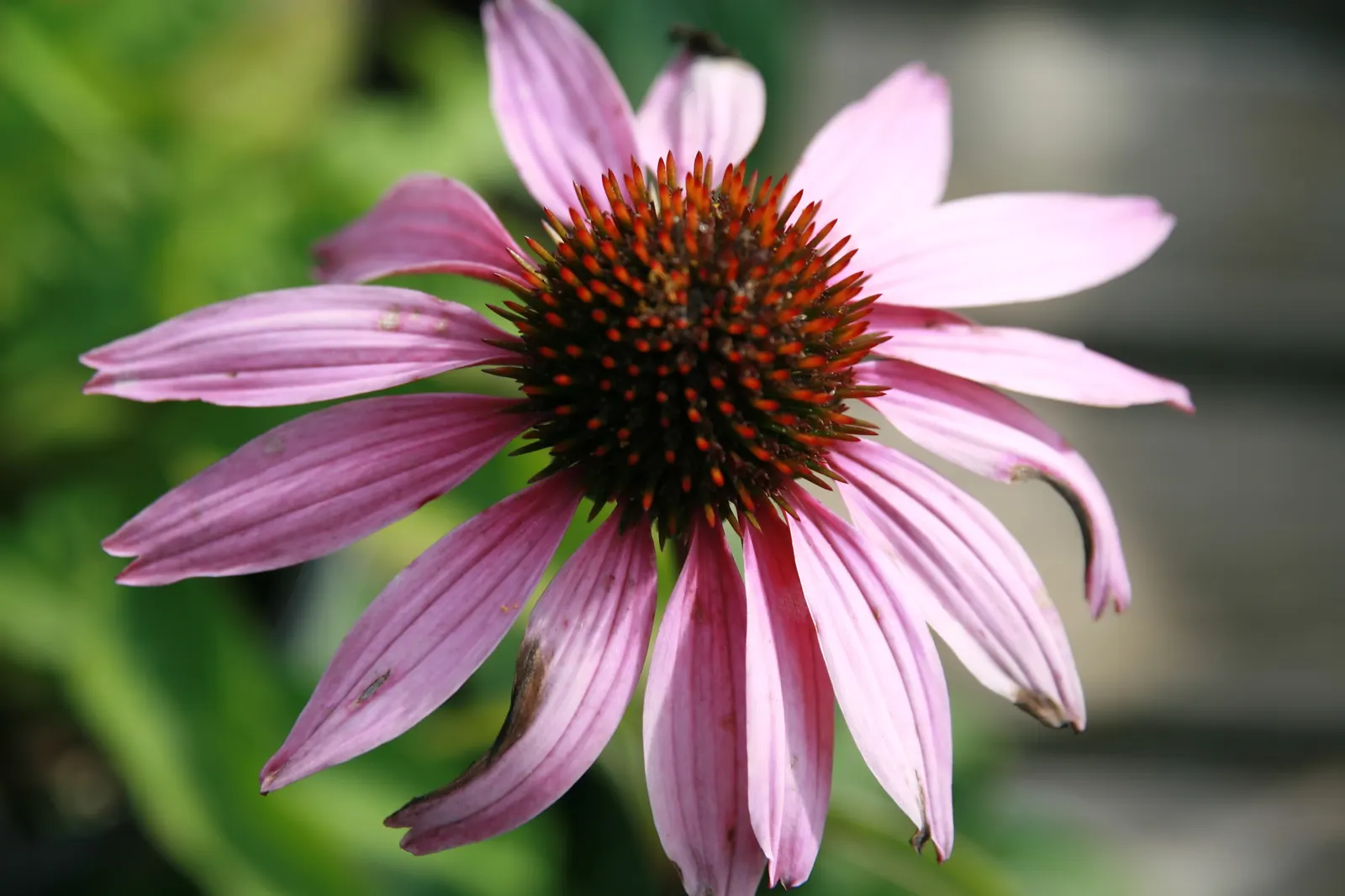 Magnus Coneflower (Echinacea Purpurea 'Magnus') — perennial for full