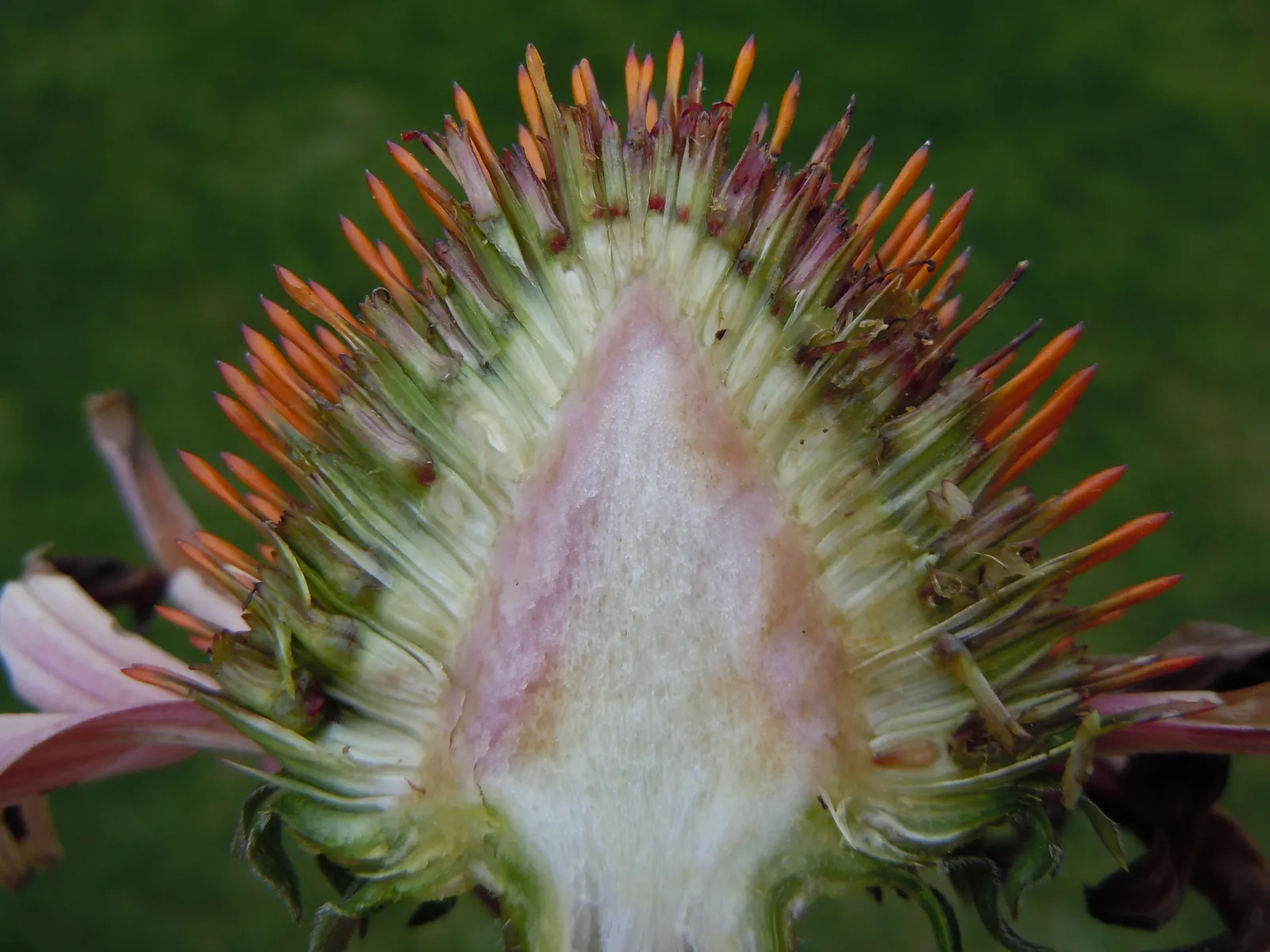 Magnus Coneflower (Echinacea Purpurea 'Magnus') — commonly referred to as Magnus Coneflower