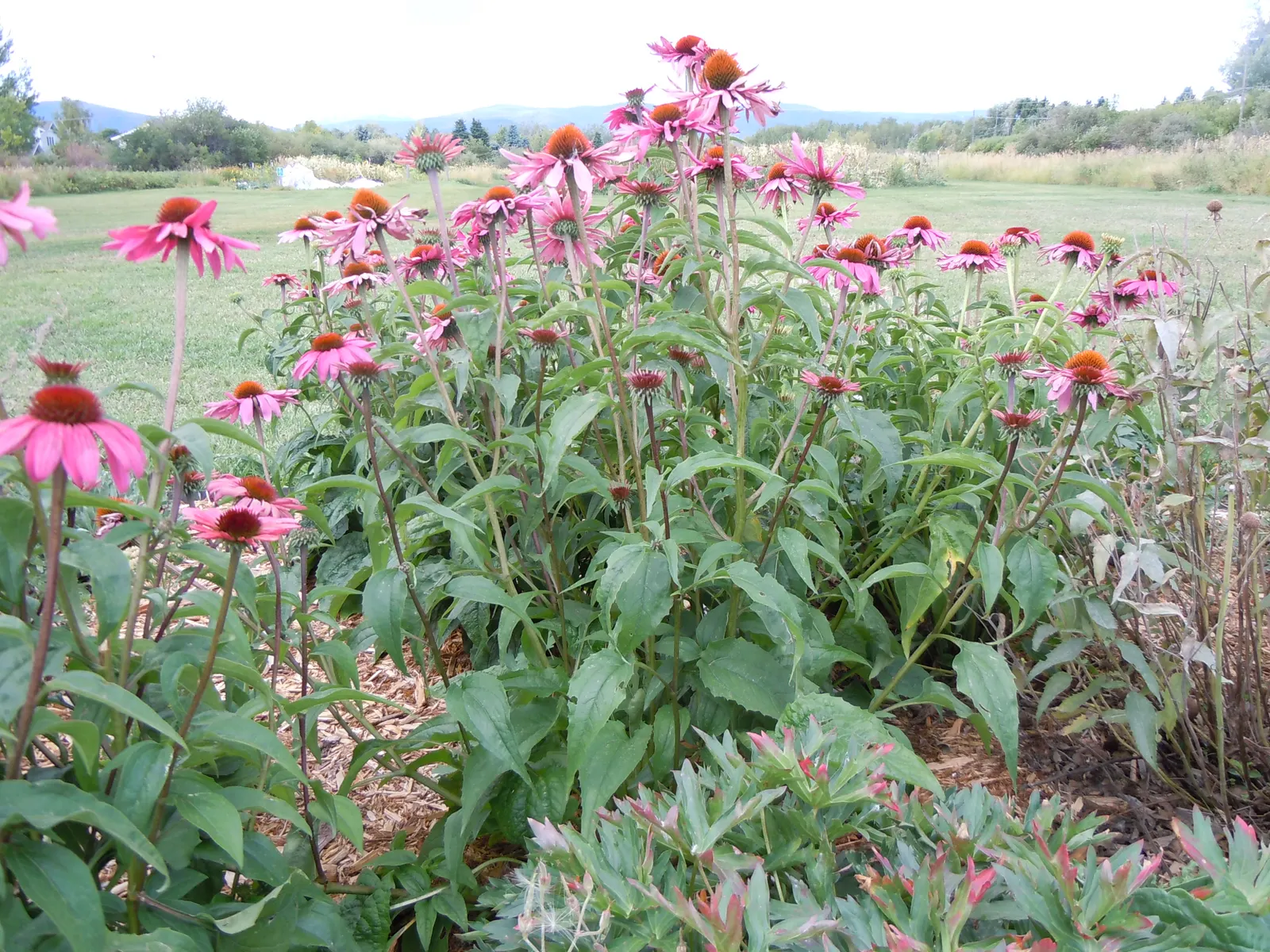 Magnus Coneflower (Echinacea Purpurea 'Magnus') — Magnus Coneflowers prefer full sunlight to light shade
