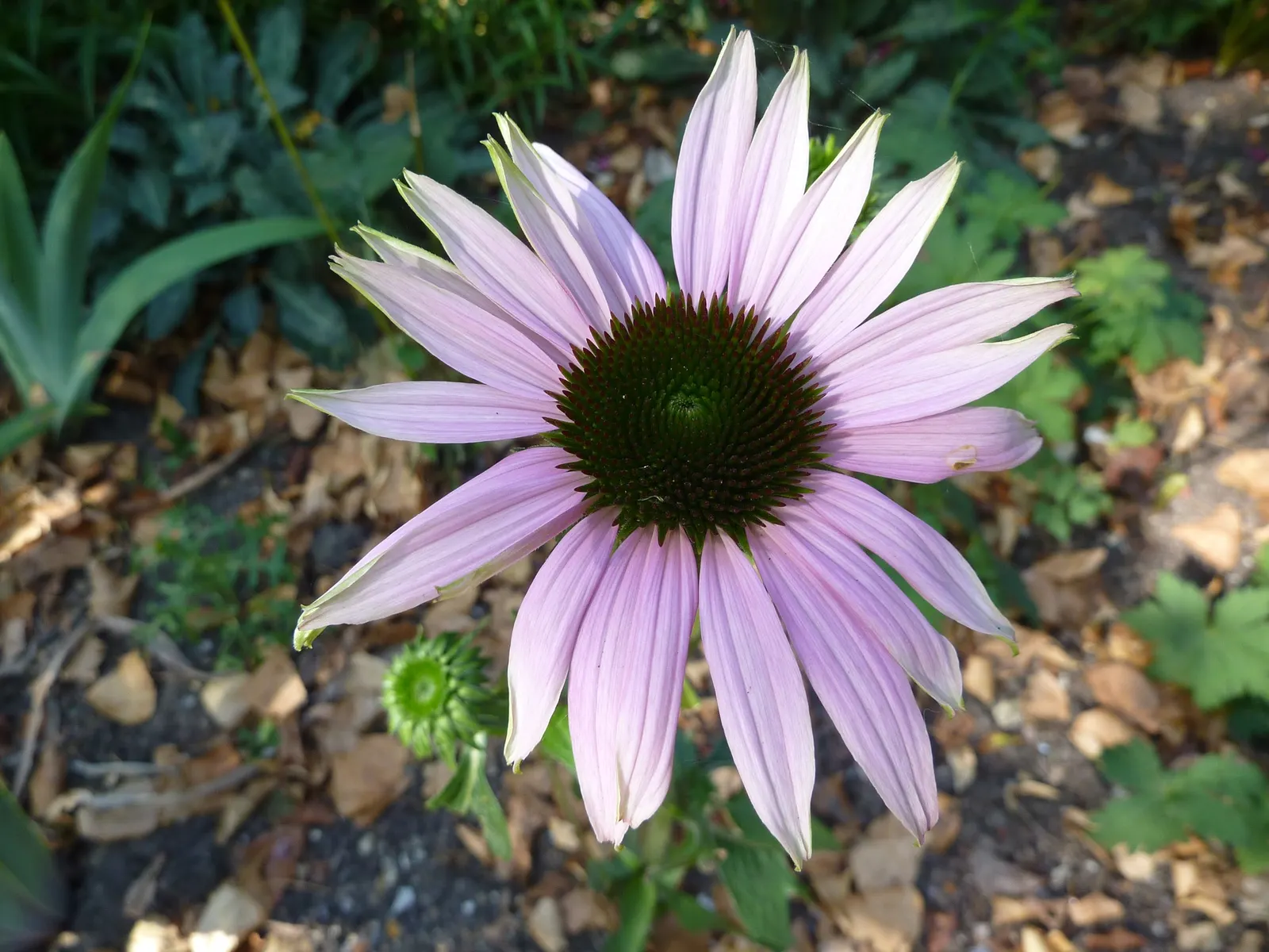Magnus Coneflower (Echinacea Purpurea 'Magnus') — purple flowers in the garden