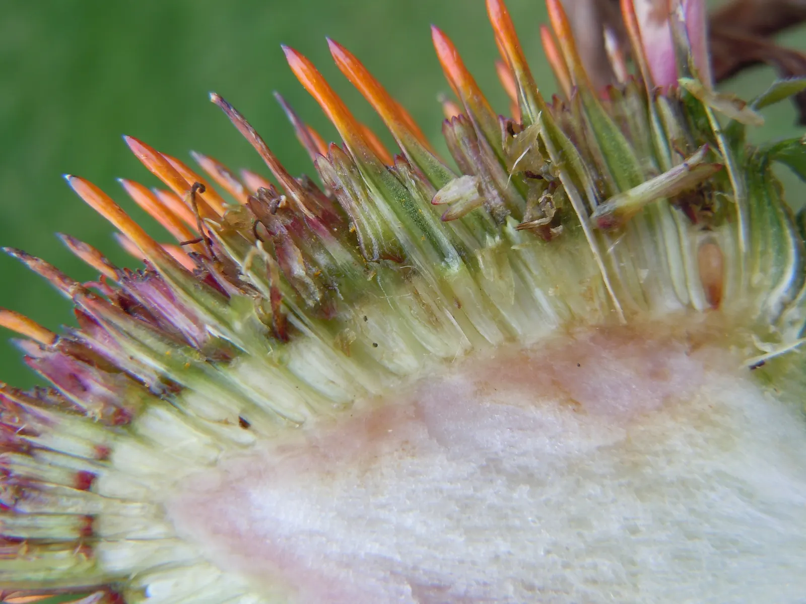 Magnus Coneflower (Echinacea Purpurea 'Magnus') — and their blooming period