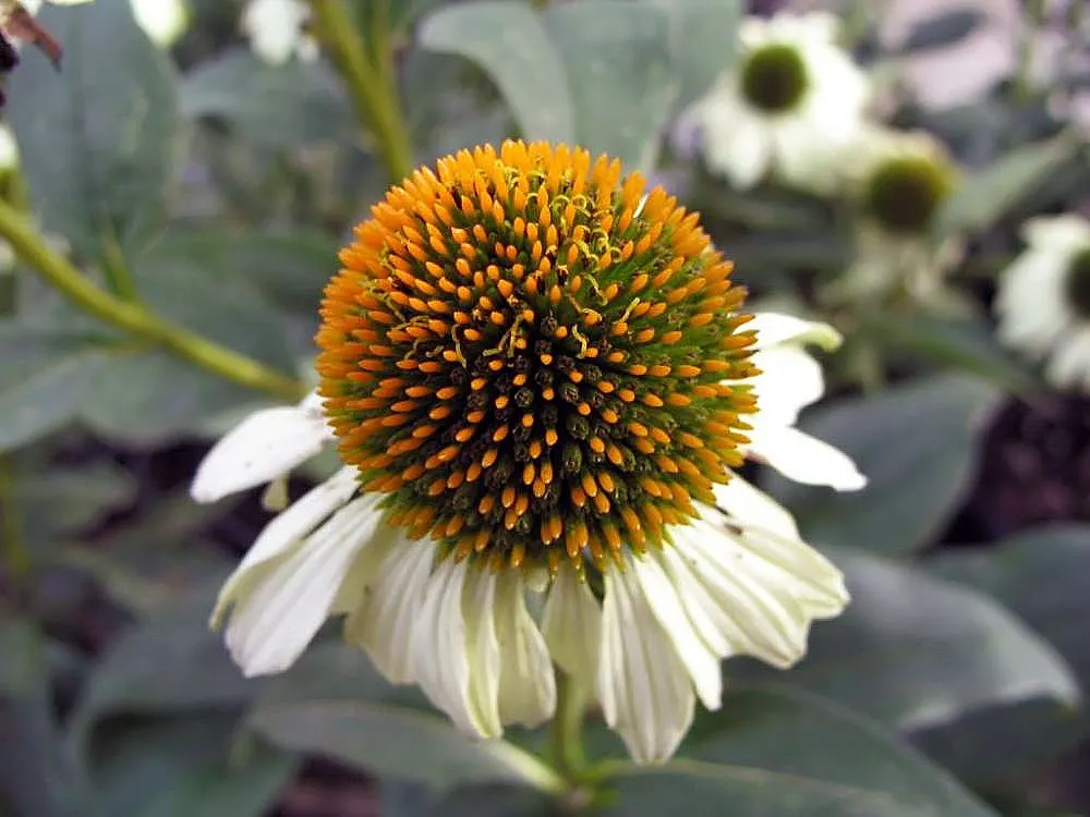 Magnus Coneflower (Echinacea Purpurea 'Magnus') — hardiness zones 3 through 9, and they thrive when planted in fertile, well-drained soil; or as a standout