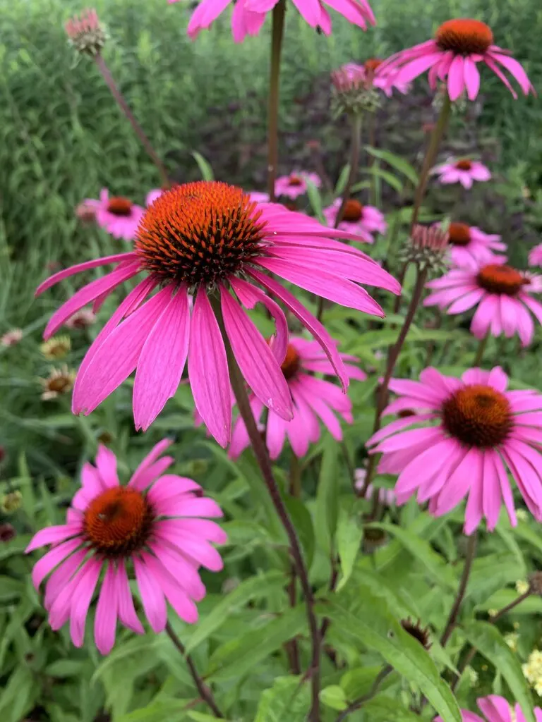 Magnus Coneflower (Echinacea Purpurea 'Magnus') — particularly goldfinches that are fond of its seeds.<br><br>When planning the garden; purple flowers in the