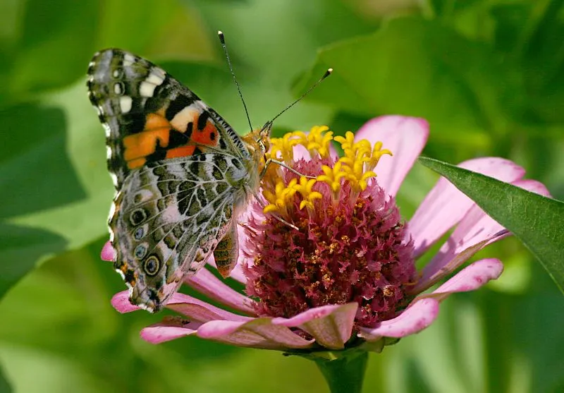Magnus Coneflower (Echinacea Purpurea 'Magnus') — and their blooming period; echinacea purpurea 'Magnus' is also recognized for its medicinal, image 53
