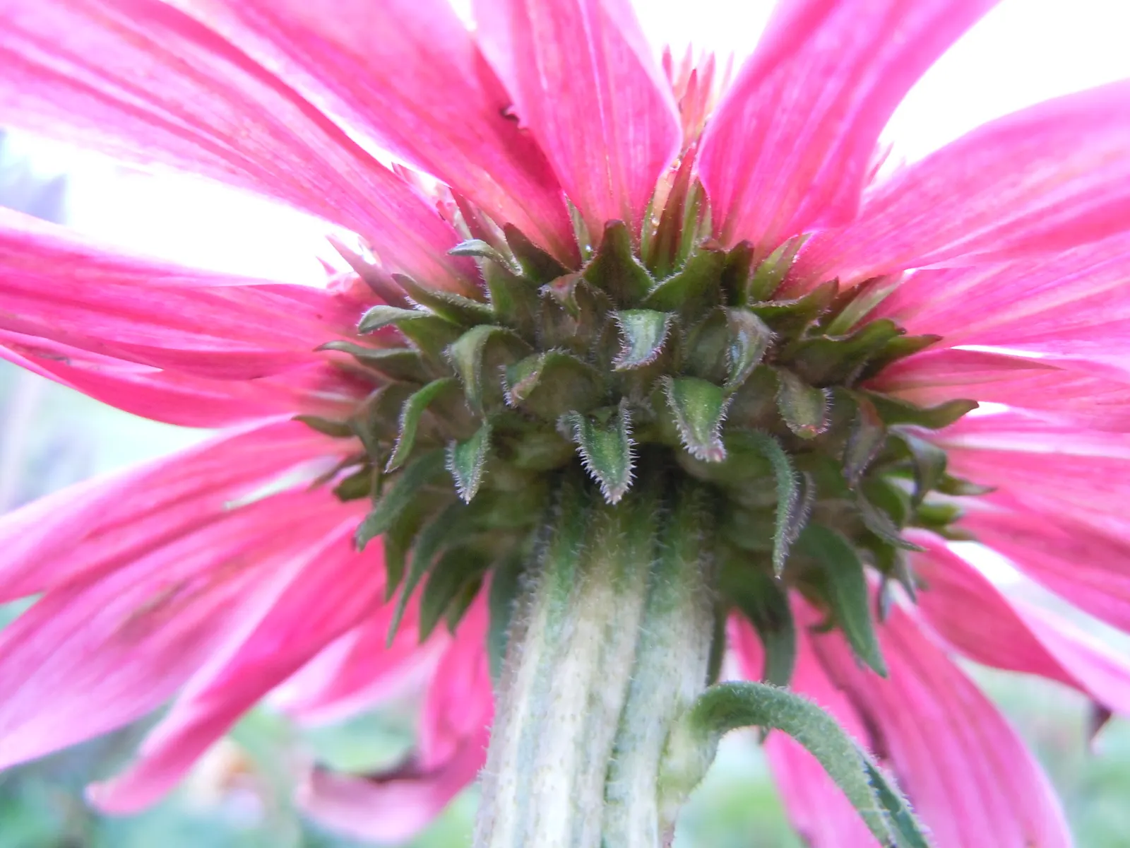 Magnus Coneflower (Echinacea Purpurea 'Magnus') — perennial for full; particularly goldfinches that are fond of its seeds.<br><br>When planning the garden