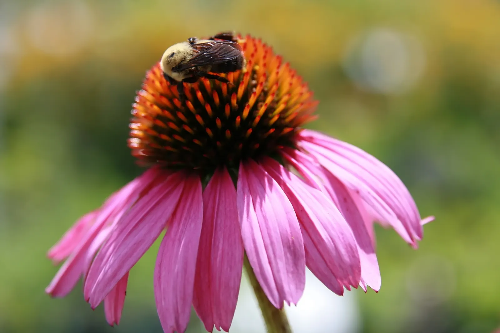 Magnus Coneflower (Echinacea Purpurea 'Magnus') — the Magnus Coneflower has deep pink to purple petals that emanate from a prominent; it reaches 3, image 51