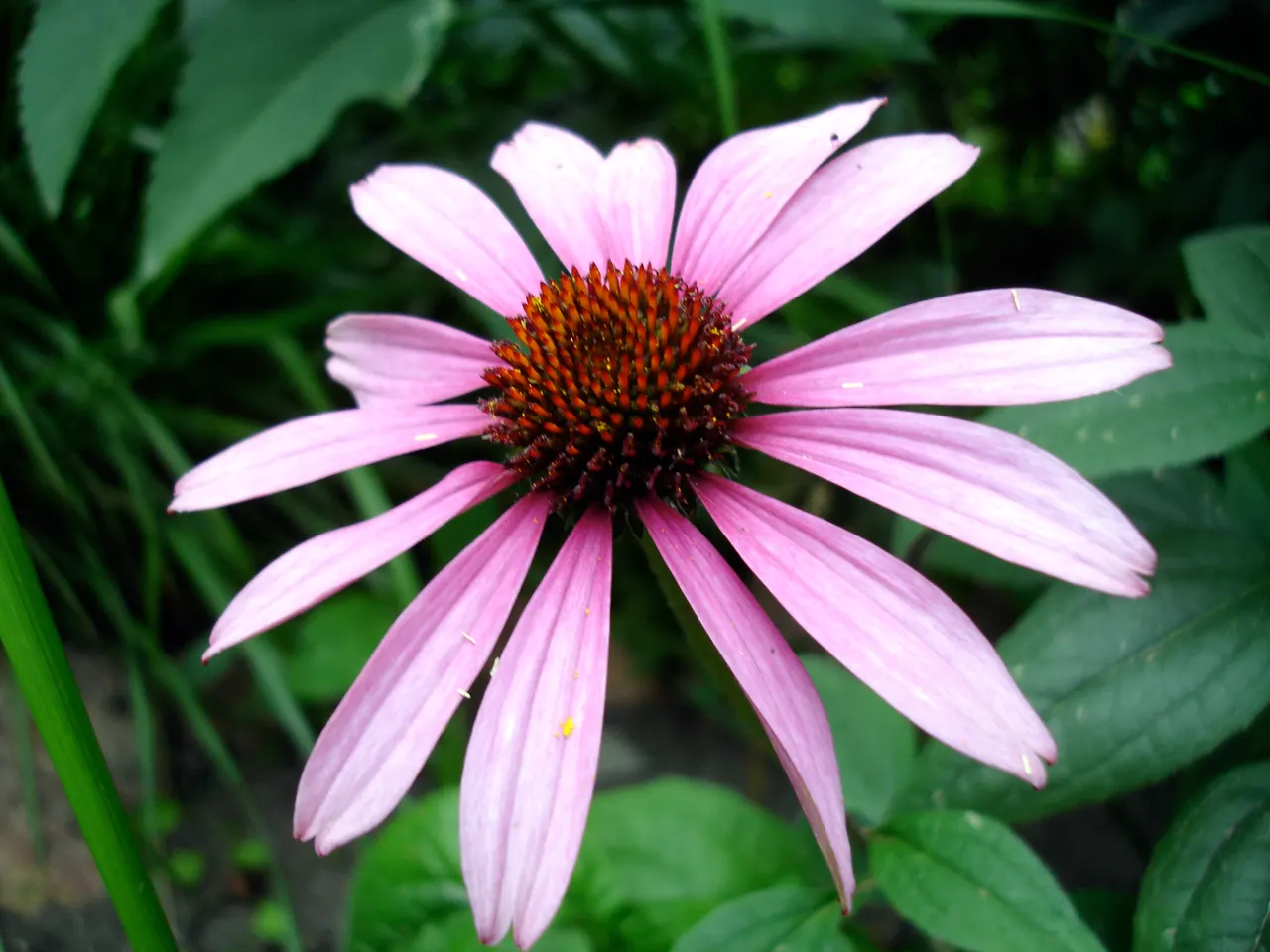 Magnus Coneflower (Echinacea Purpurea 'Magnus') — purple flowers in the garden; making it ideal for sunny borders