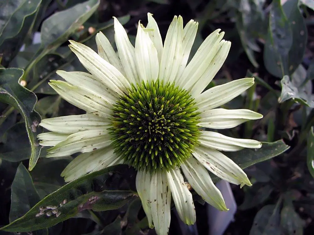 Magnus Coneflower (Echinacea Purpurea 'Magnus') — and their blooming period; echinacea purpurea 'Magnus' is also recognized for its medicinal properties