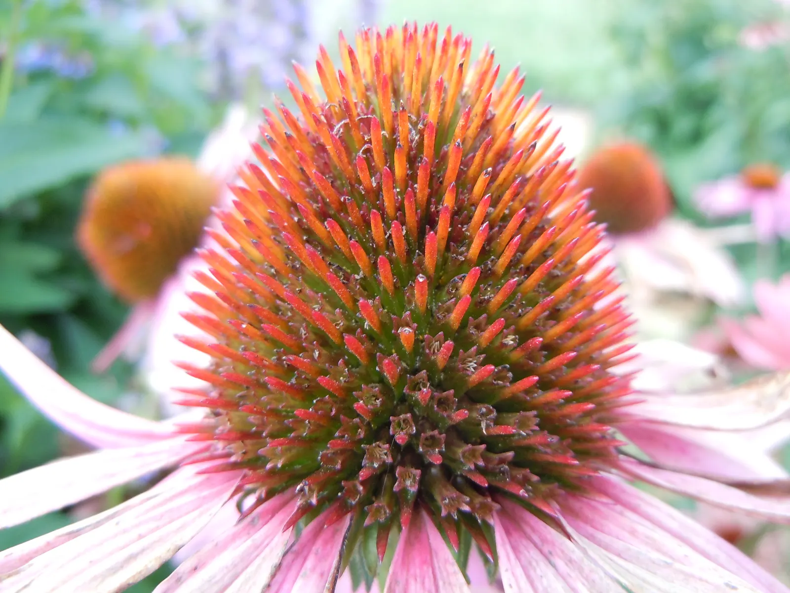 Magnus Coneflower (Echinacea Purpurea 'Magnus') — hardiness zones 3 through 9, and they thrive when planted in fertile, well-drained soil