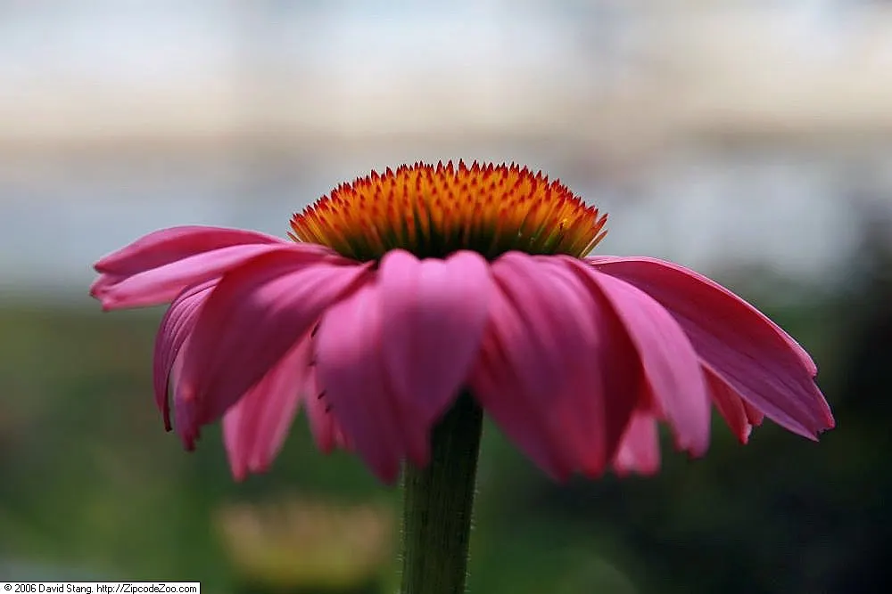 Magnus Coneflower (Echinacea Purpurea 'Magnus') — The plant can be utilized to create a naturalistic or prairie style garden