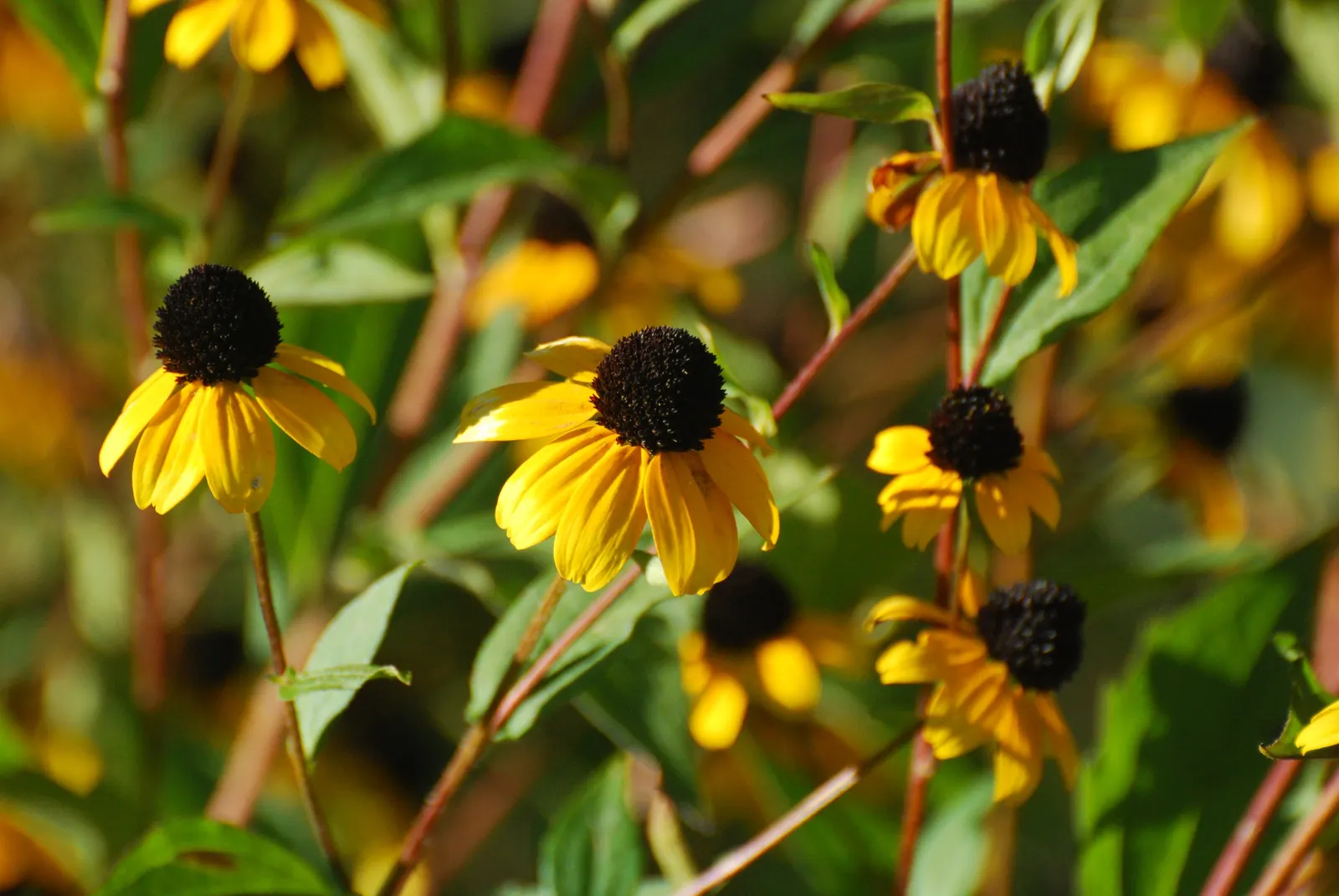 Magnus Coneflower (Echinacea Purpurea 'Magnus') — this drought-tolerant plant attracts pollinators