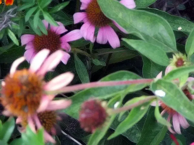Magnus Coneflower (Echinacea Purpurea 'Magnus') — or as a standout specimen