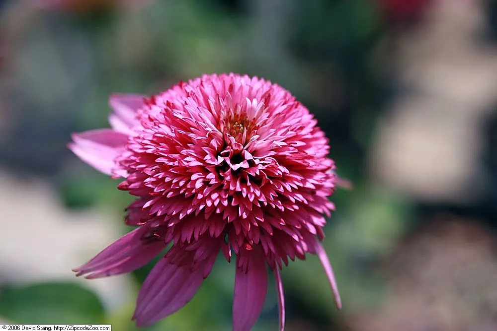 Magnus Coneflower (Echinacea Purpurea 'Magnus') — making it ideal for sunny borders; mainly from early summer until late summer