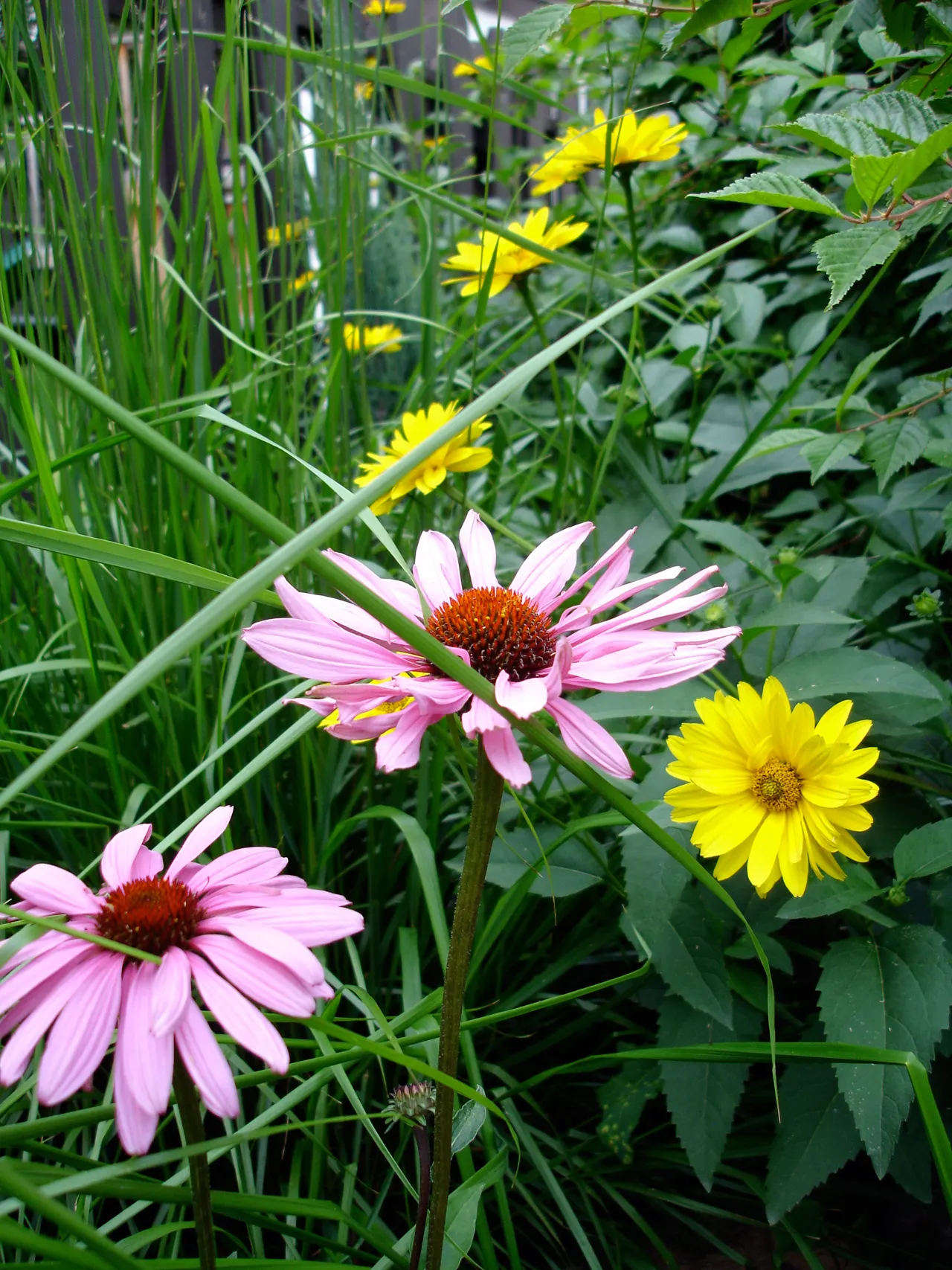Magnus Coneflower (Echinacea Purpurea 'Magnus') — commonly referred to as Magnus Coneflower; the plant can be utilized to create a naturalistic or, image 50
