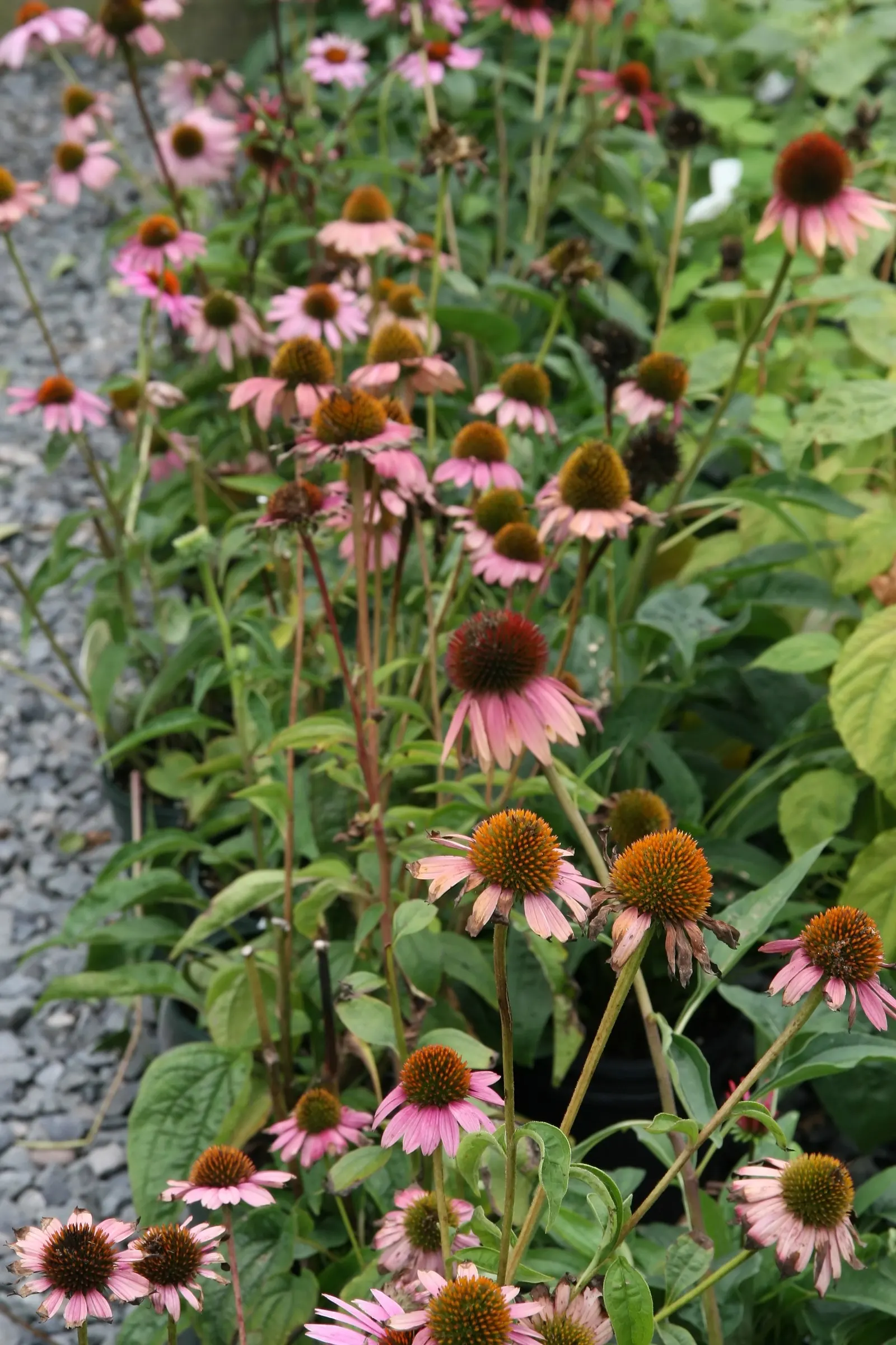 Magnus Coneflower (Echinacea Purpurea 'Magnus') — this drought-tolerant plant attracts pollinators; appreciated for its long blooming period from June to August