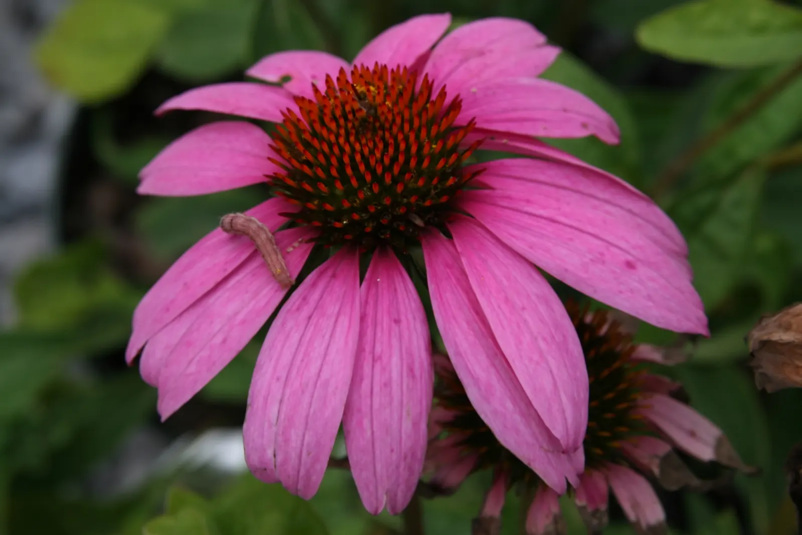 Magnus Coneflower (Echinacea Purpurea 'Magnus') — mainly from early summer until late summer; vibrant purple-pink flowers with prominent, image 54