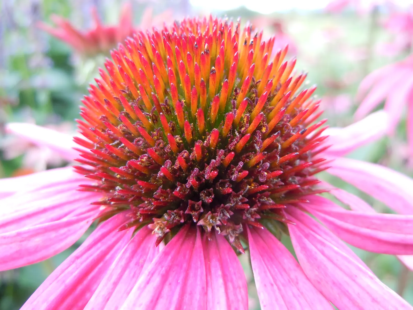 Magnus Coneflower (Echinacea Purpurea 'Magnus') — particularly goldfinches that are fond of its seeds.<br><br>When planning the garden