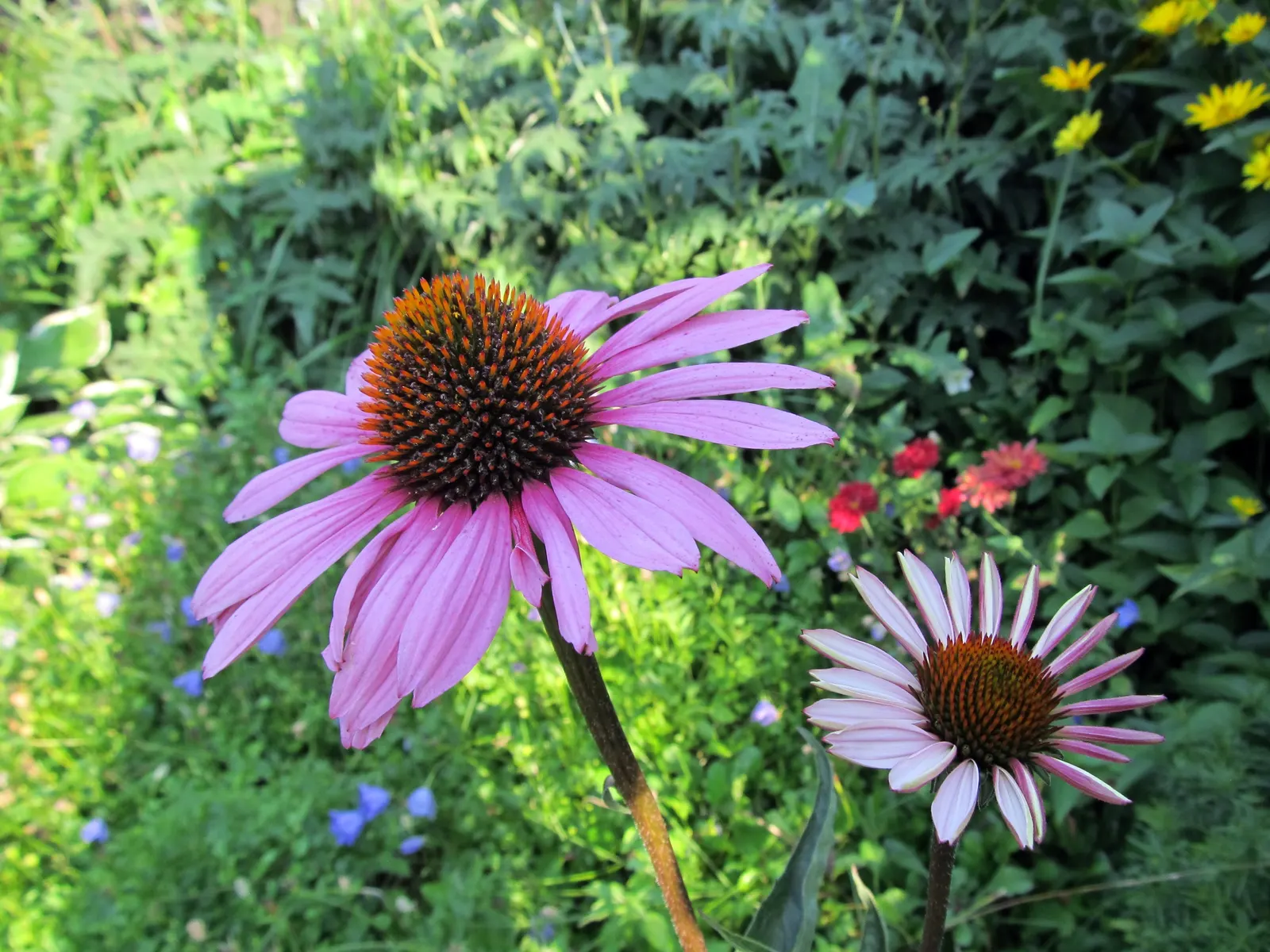 Magnus Coneflower (Echinacea Purpurea 'Magnus') — Echinacea purpurea 'Magnus' is also recognized for its medicinal properties; perennial with purple blooms