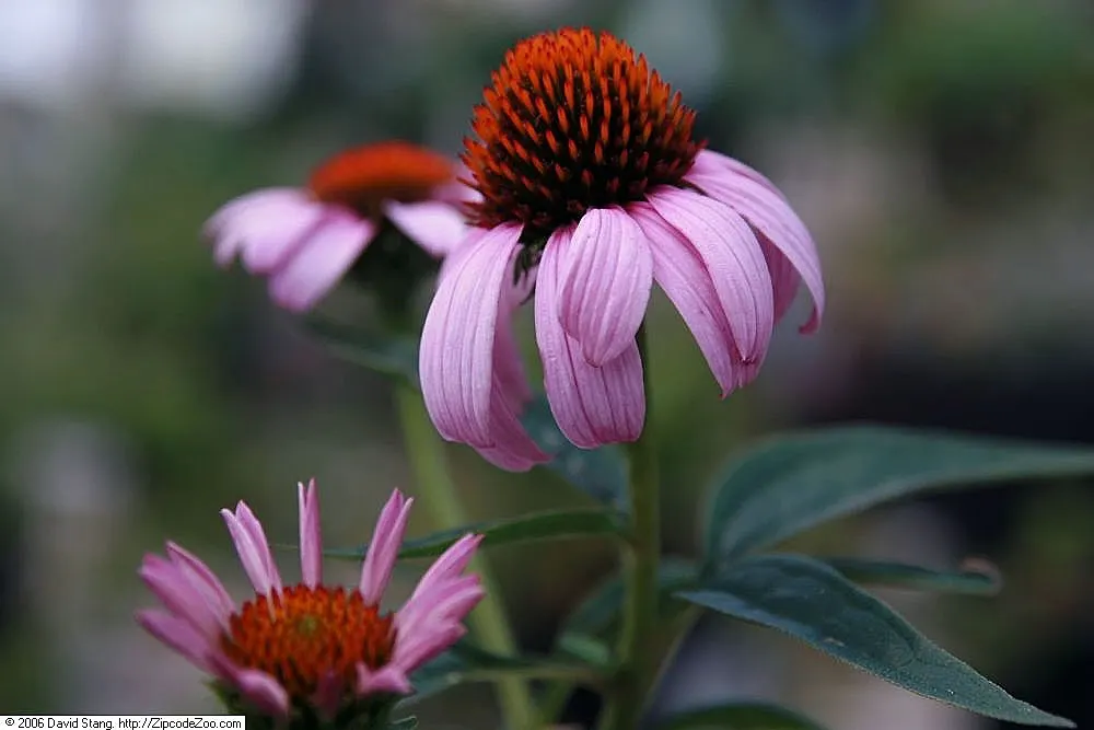 Magnus Coneflower (Echinacea Purpurea 'Magnus') — mainly from early summer until late summer