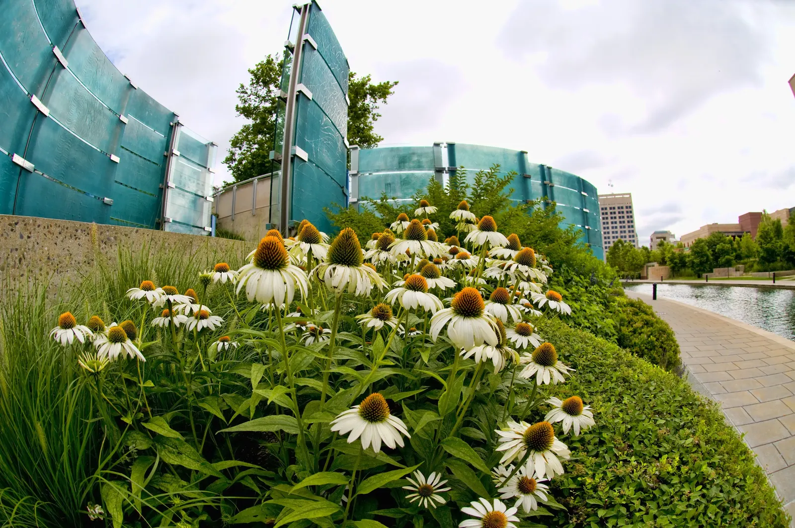 Magnus Coneflower (Echinacea Purpurea 'Magnus') — perennial with purple blooms; hardiness zones 3 through 9, and they thrive when planted in fertile