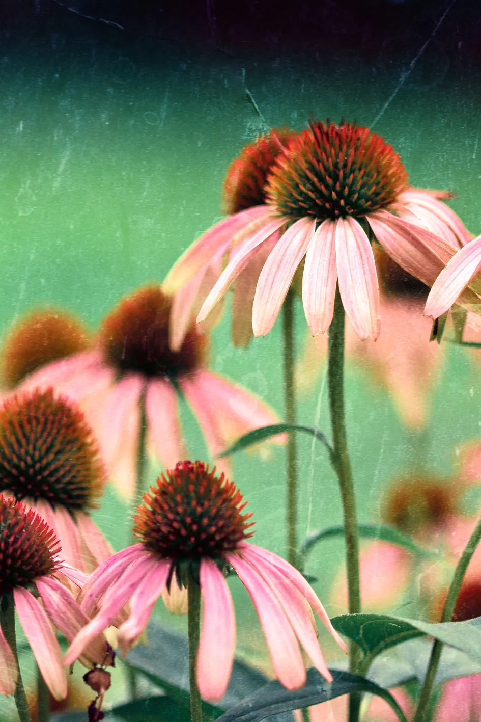 Magnus Coneflower (Echinacea Purpurea 'Magnus') — Magnus Coneflowers prefer full sunlight to light shade; these flowers are excellent for cutting