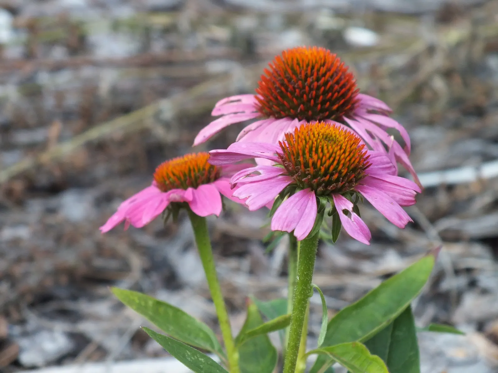 Magnus Coneflower (Echinacea Purpurea 'Magnus') — It reaches 3 to 4 feet in height and spreads up to 1.5 to 2 feet; magnus Coneflowers prefer full sunlight to