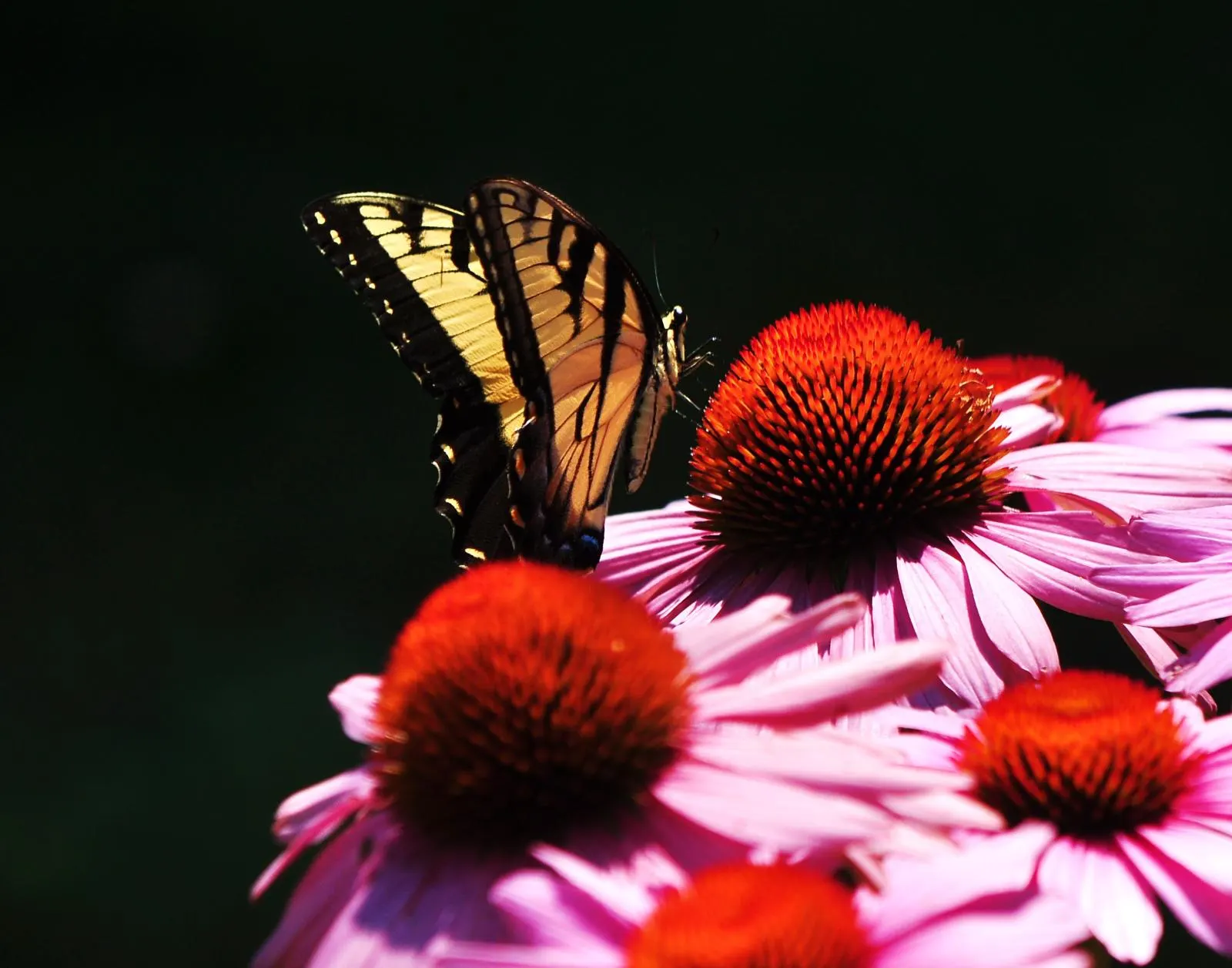 Magnus Coneflower (Echinacea Purpurea 'Magnus') — vibrant purple-pink flowers with prominent