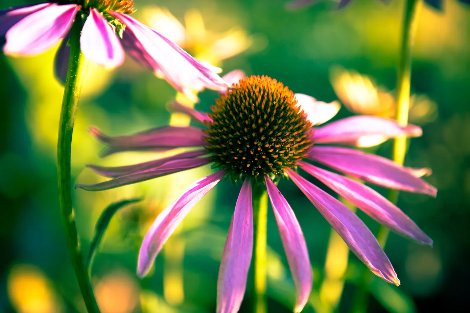 Magnus Coneflower (Echinacea Purpurea 'Magnus') — This coneflower is notably drought-tolerant once established and is tolerant of hot; perennial for full