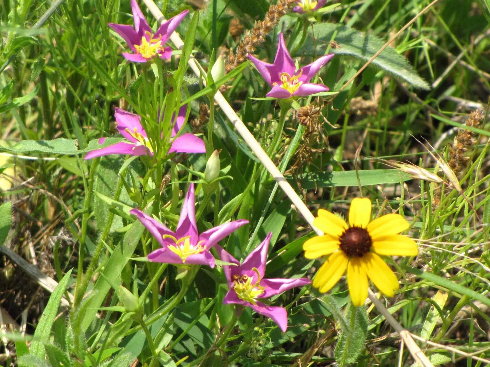 Magnus Coneflower (Echinacea Purpurea 'Magnus') — Appreciated for its long blooming period from June to August; providing an ecological haven for, image 47