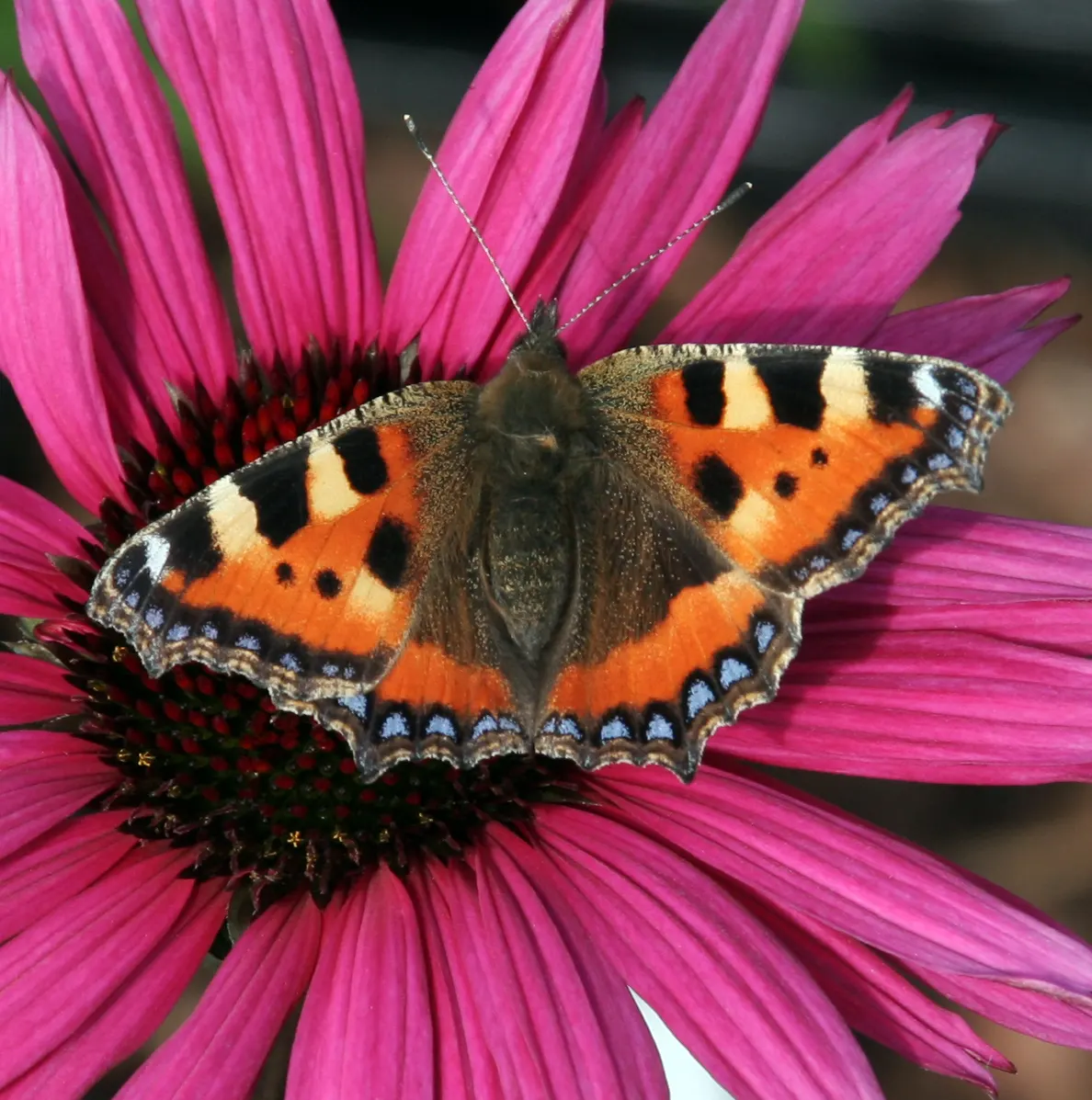 Magnus Coneflower (Echinacea Purpurea 'Magnus') — providing an ecological haven for bees; this coneflower is notably drought-tolerant once established and is