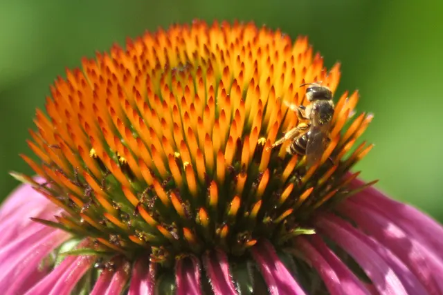 Magnus Coneflower (Echinacea Purpurea 'Magnus') — perennial with purple blooms